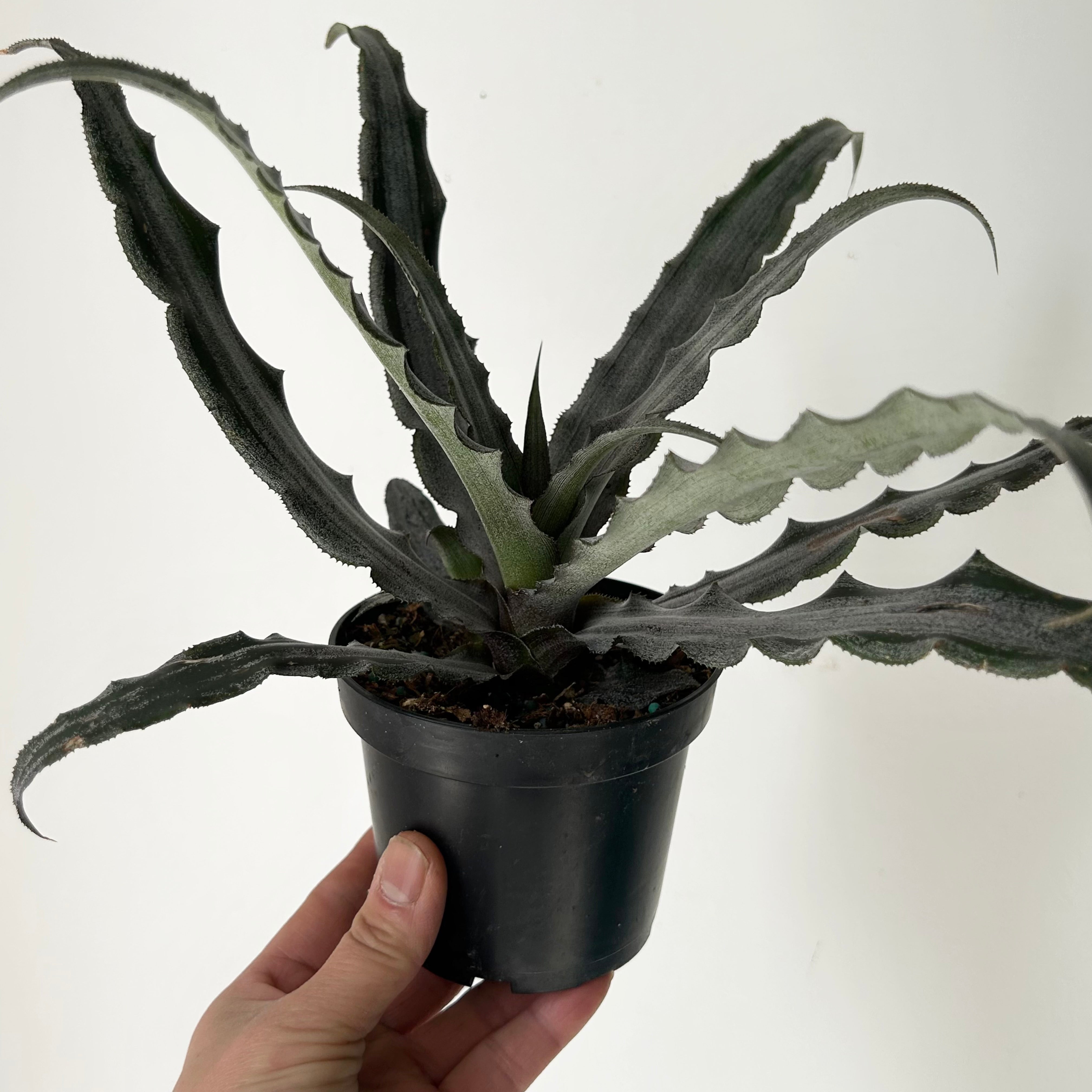 Earth Star Cryptanthus 4” pot