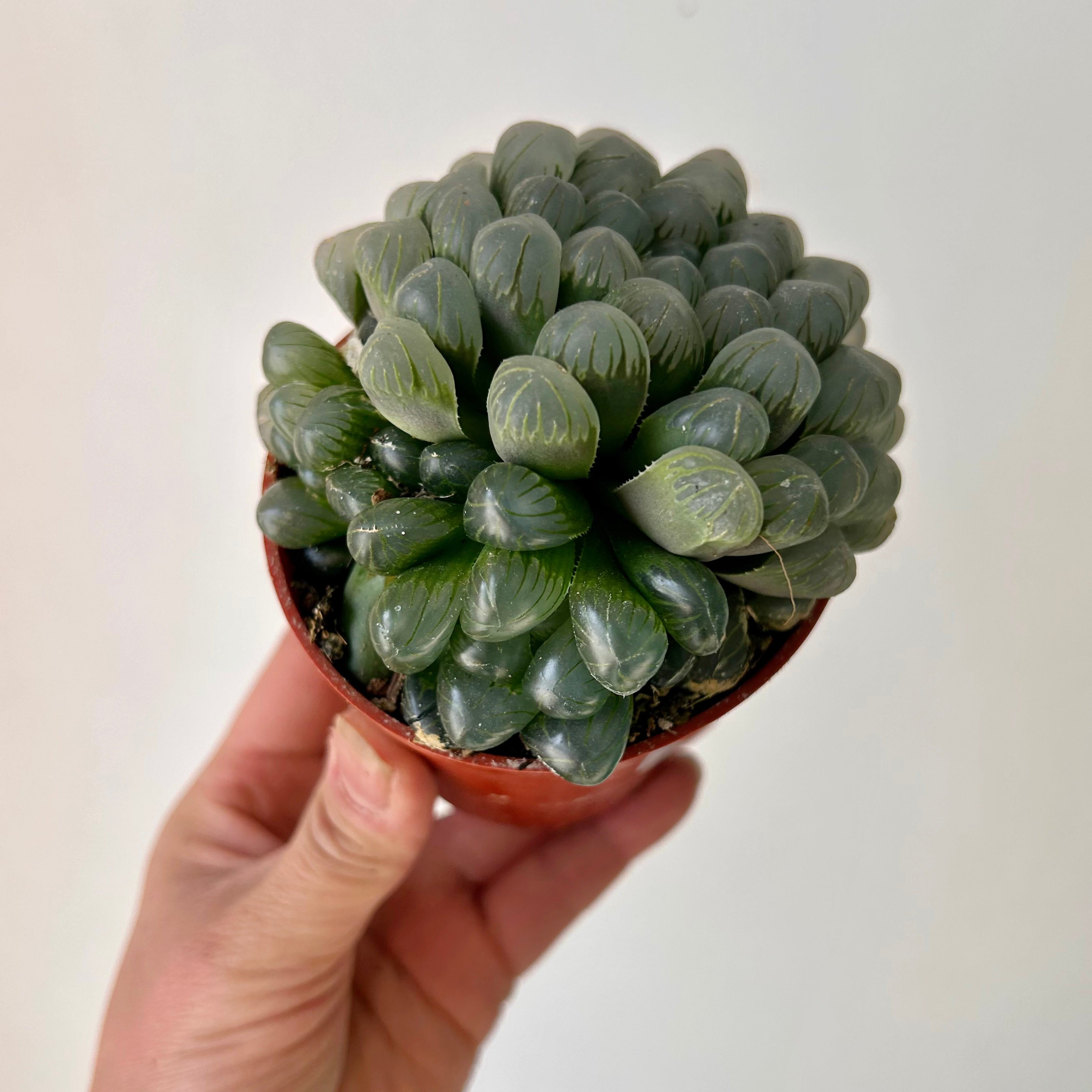 Haworthia Cooperi 3.5”pot
