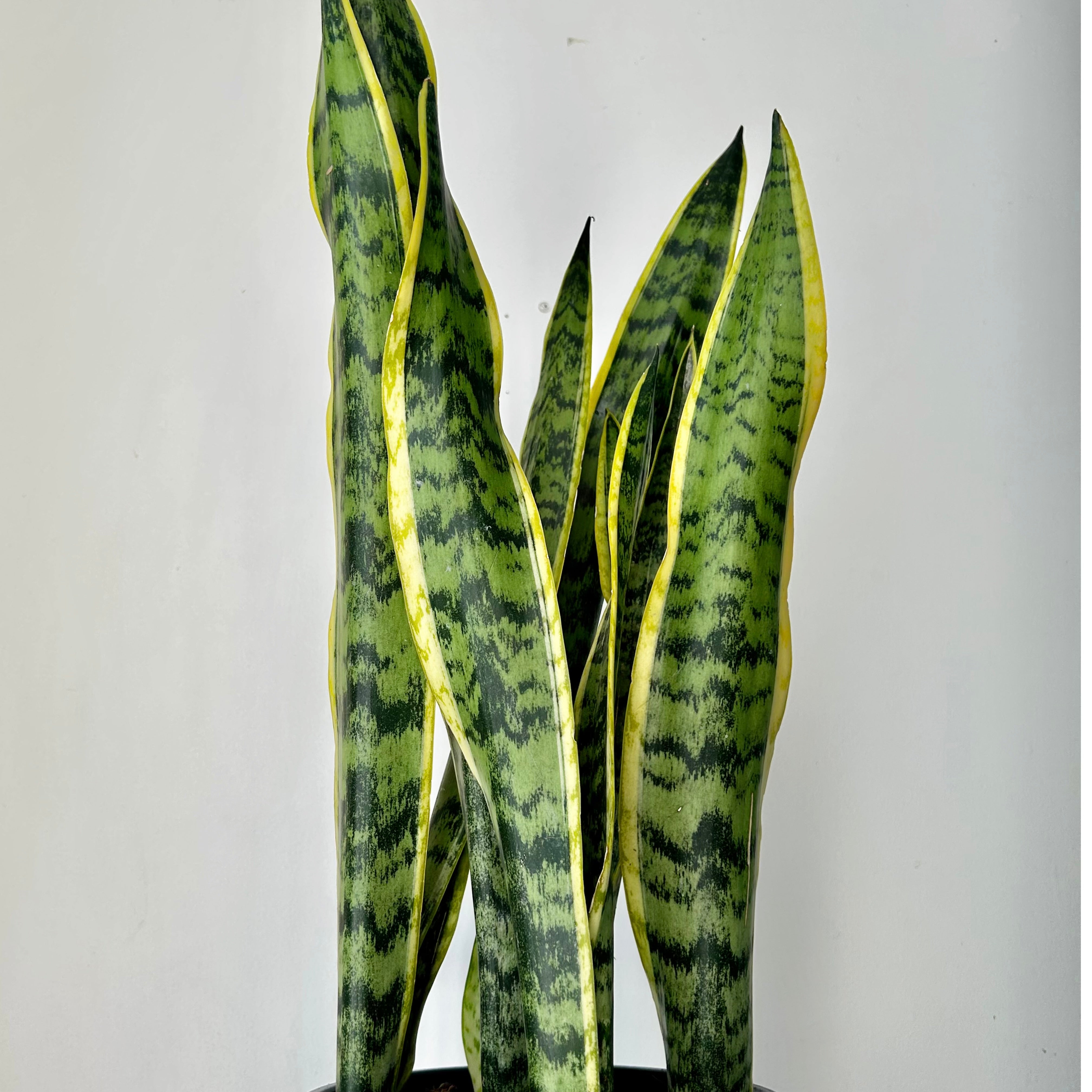 Sansevieria Laurentii approximately 2.5 feet tall in 8”pot