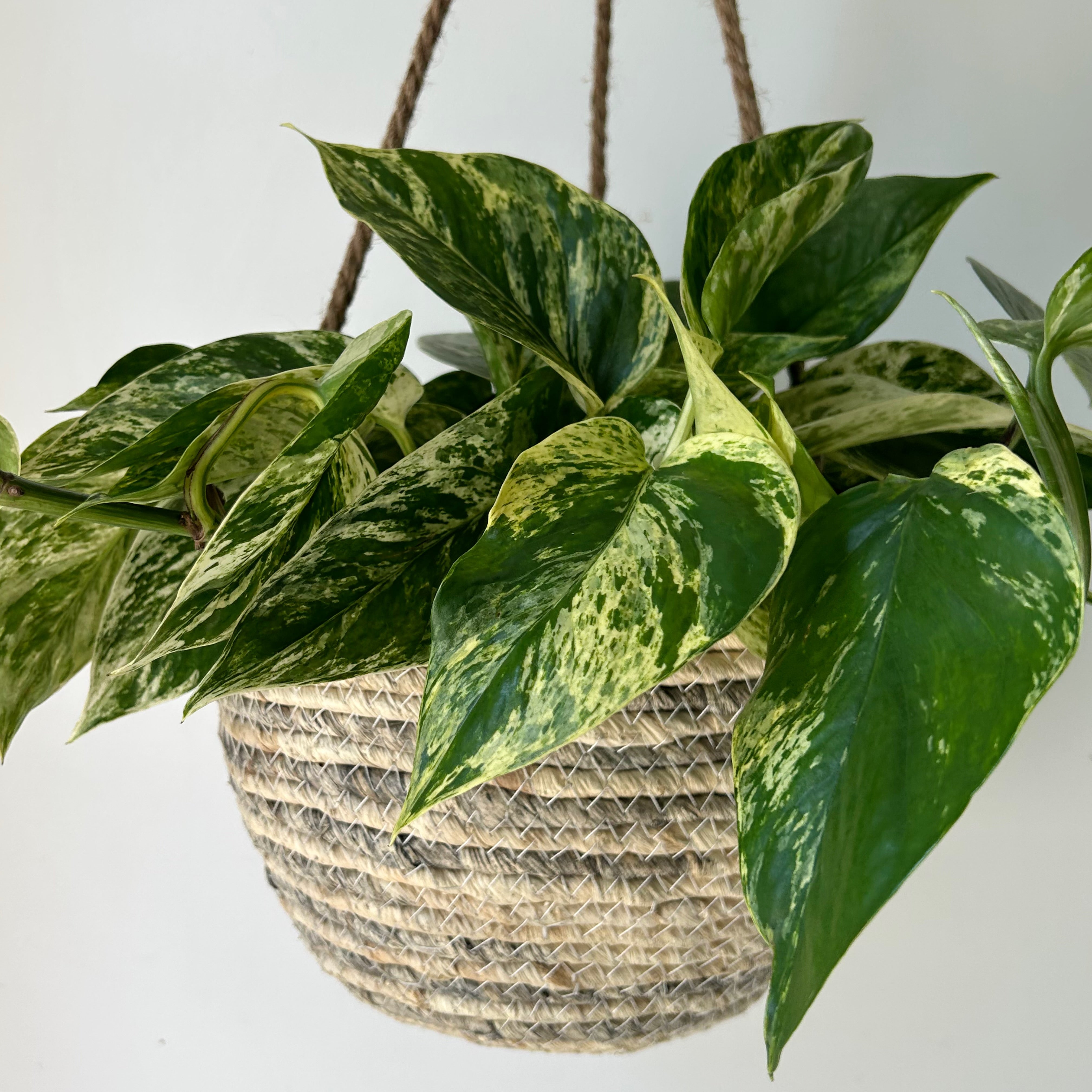 Hanging Plant Basket (fits up to 8”diameter)