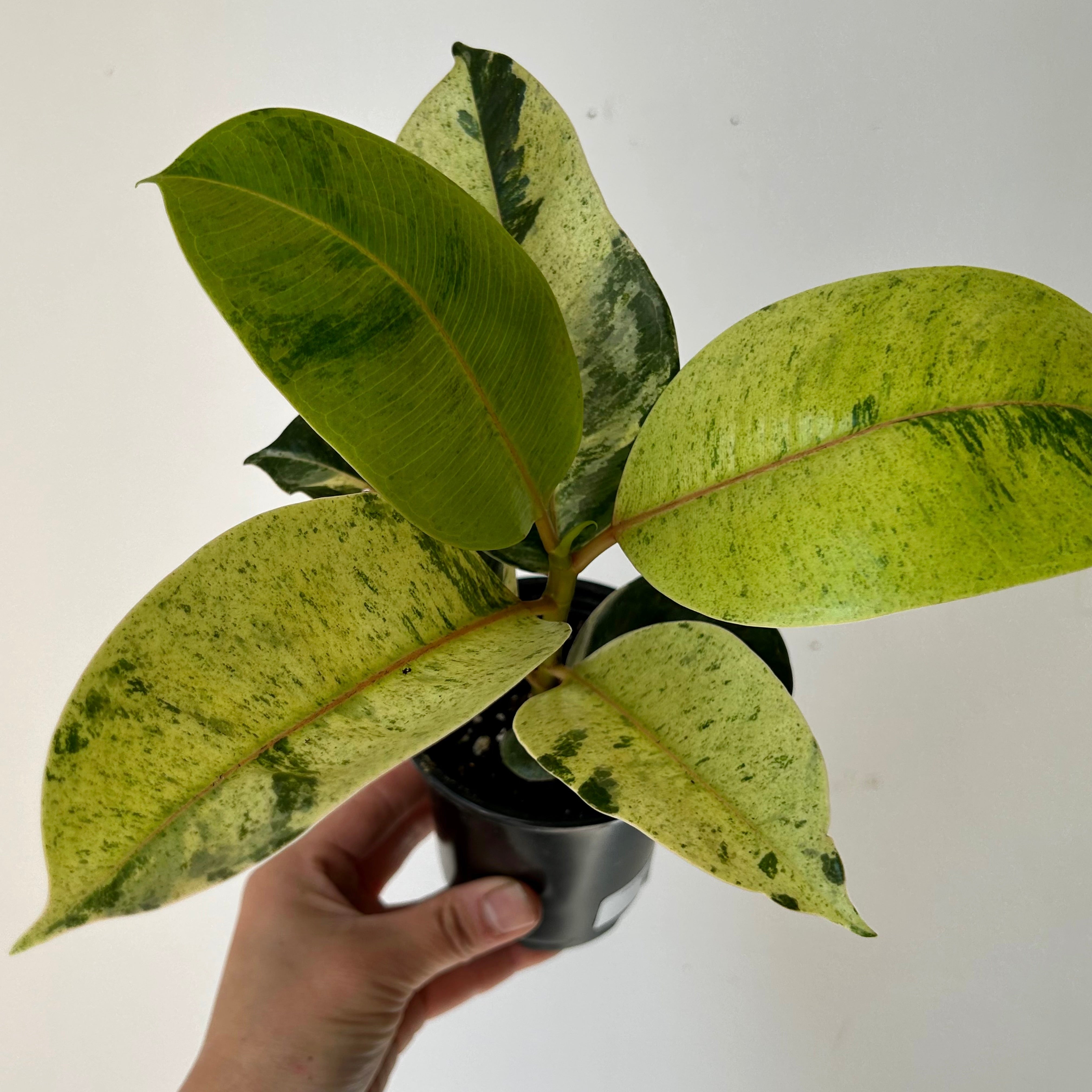 Ficus Shivereana Moonshine 4”pot