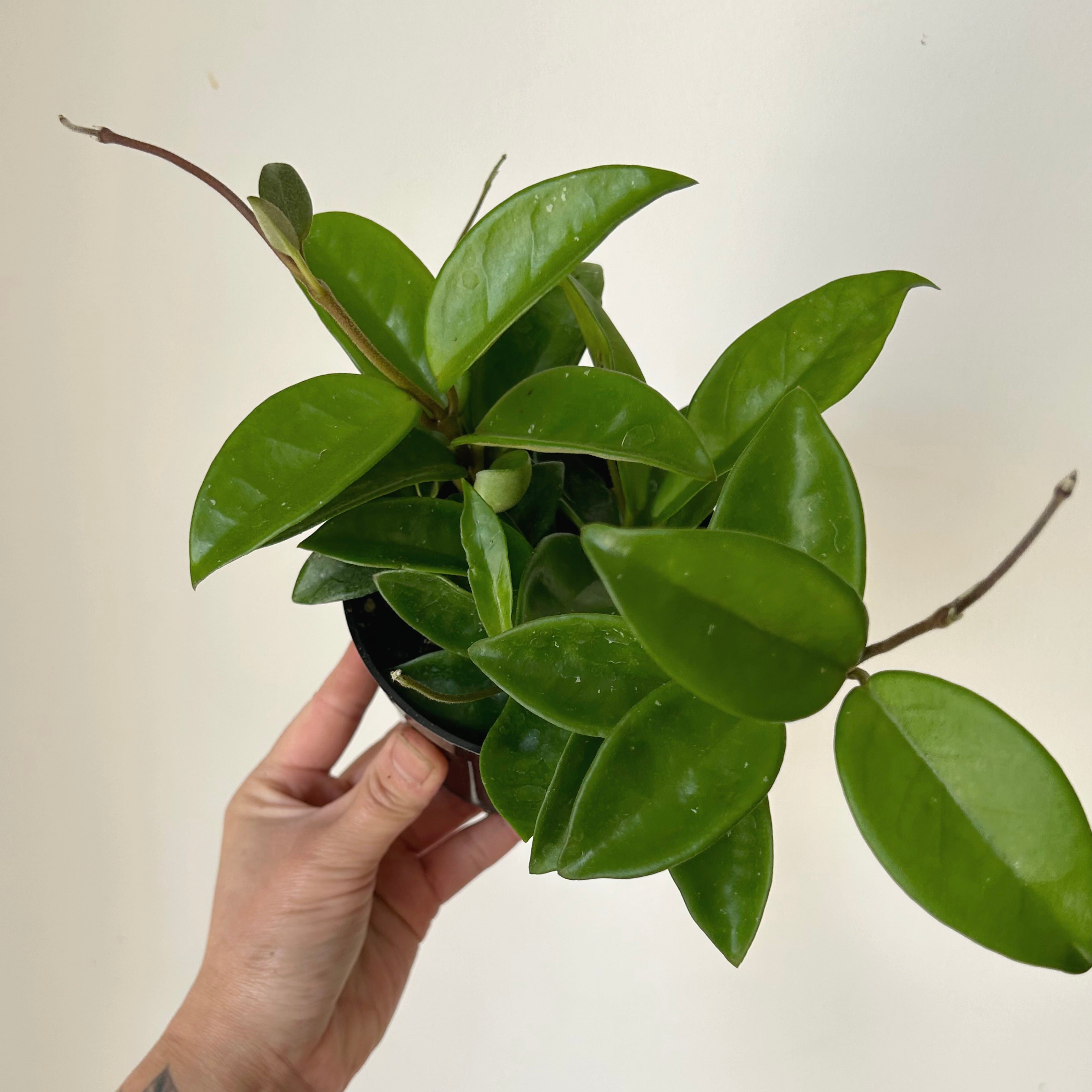 Hoya Carnosa Green 4” pot