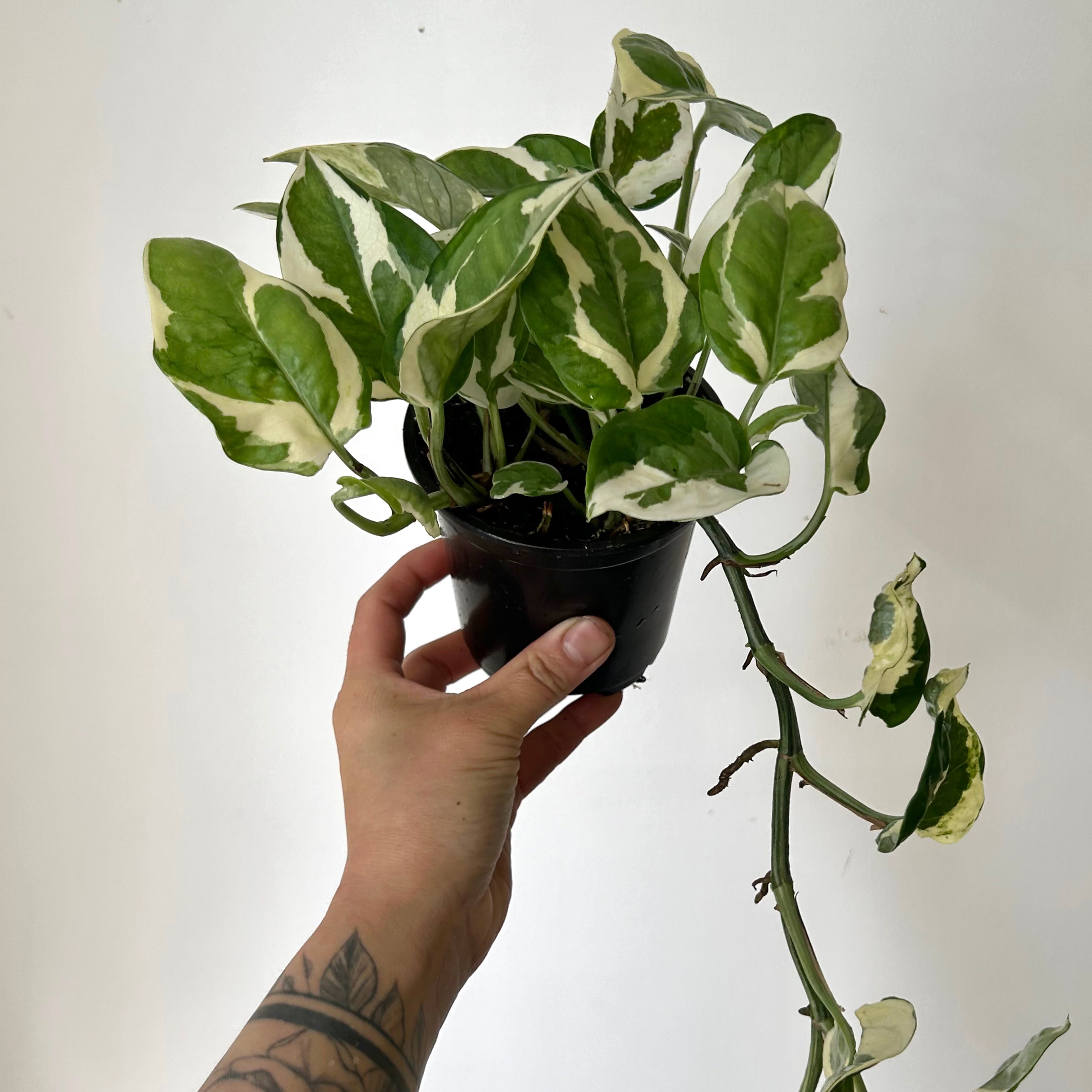 Pothos NJoy 4”pot