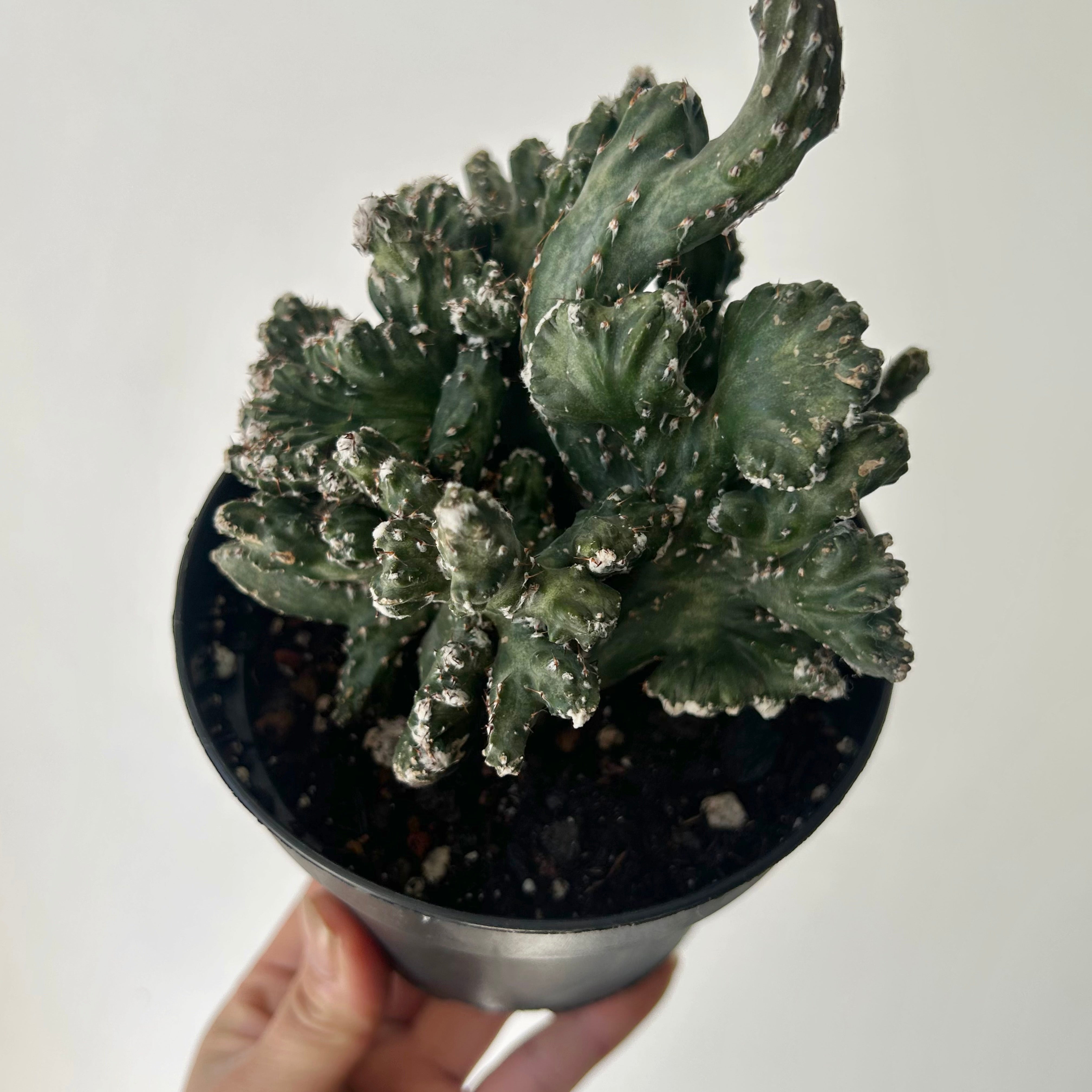 Crested Monvillea spegazzinii 5”pot