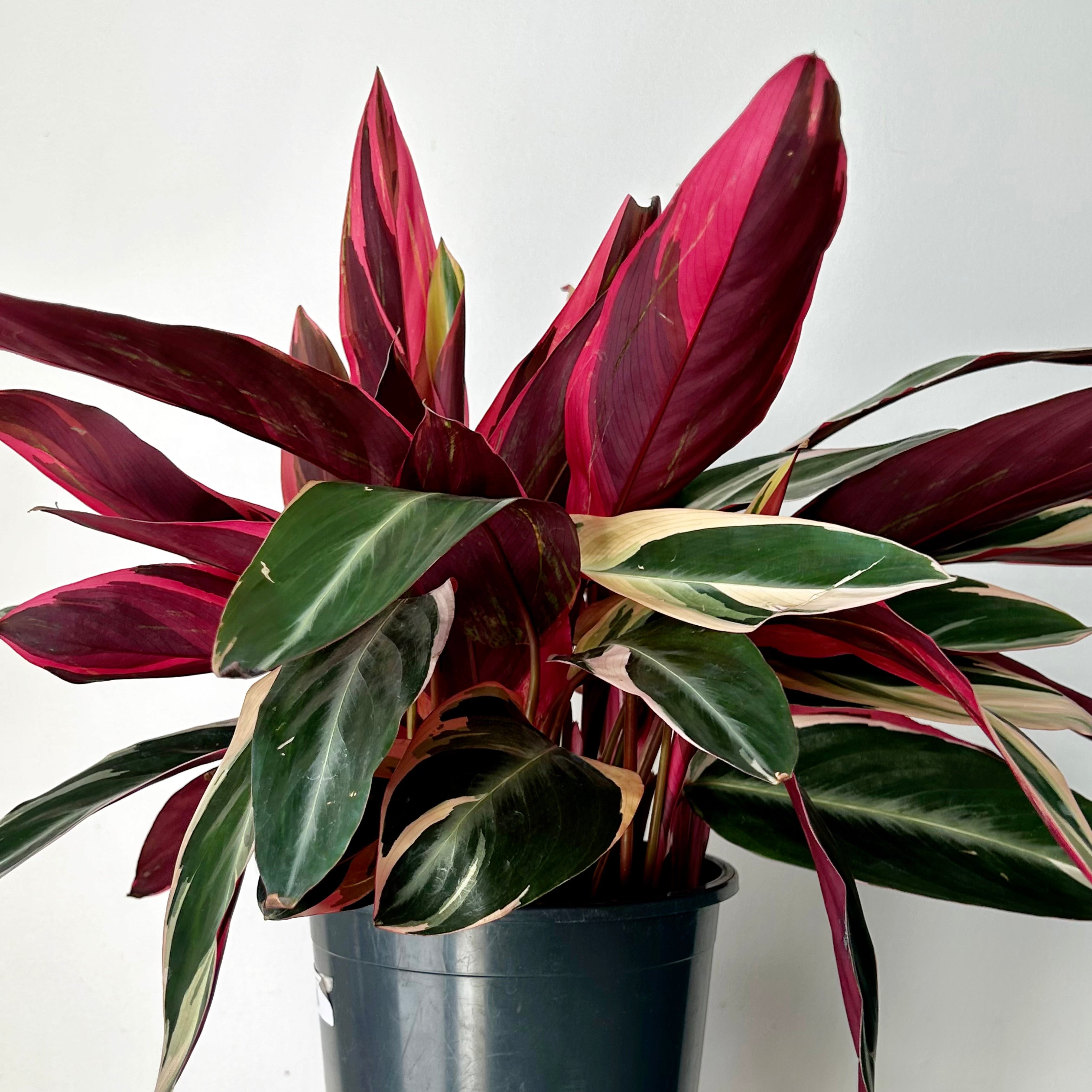 Calathea Stromanthe Triostar 6”pot
