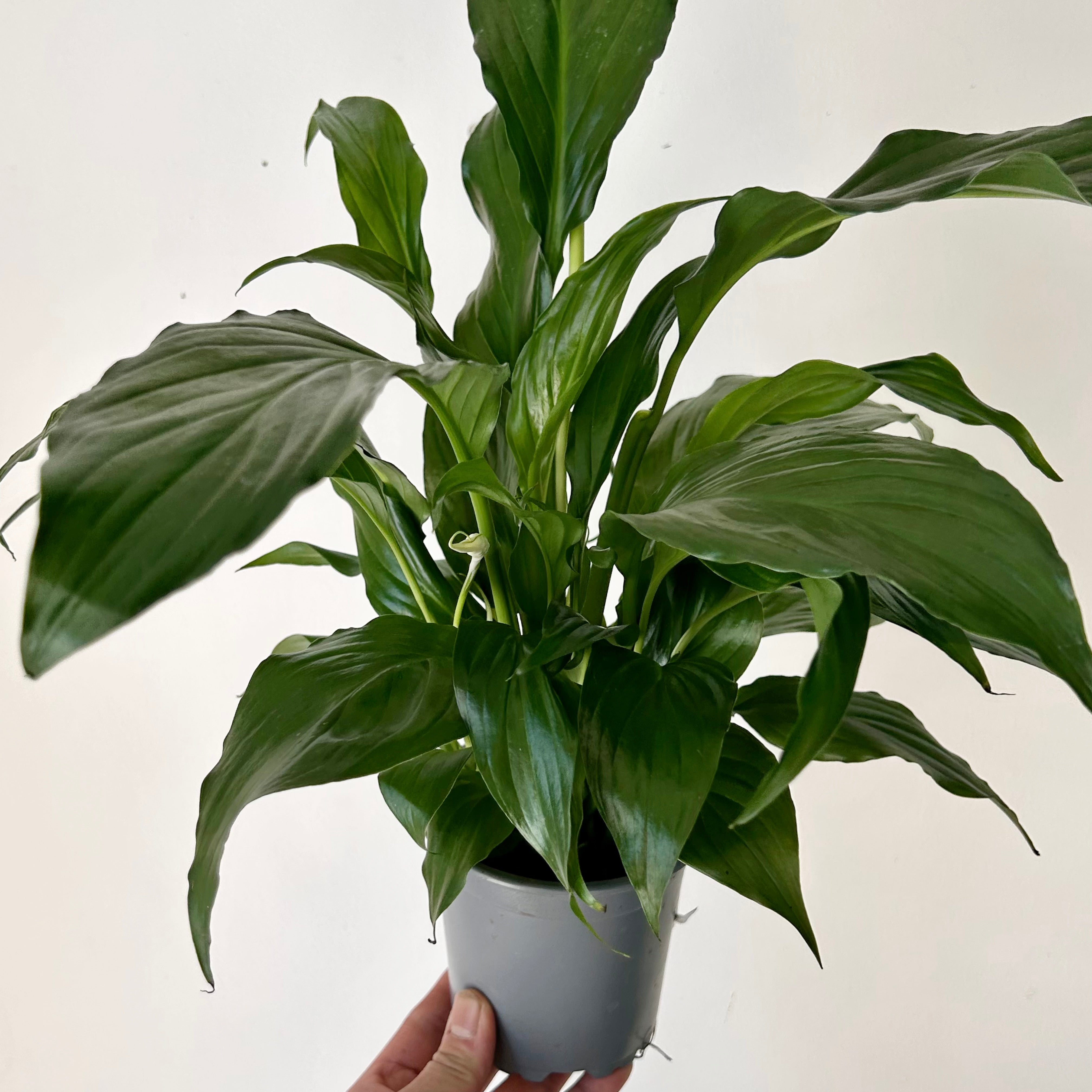 Peace Lily (Spathiphyllum) 4”pot