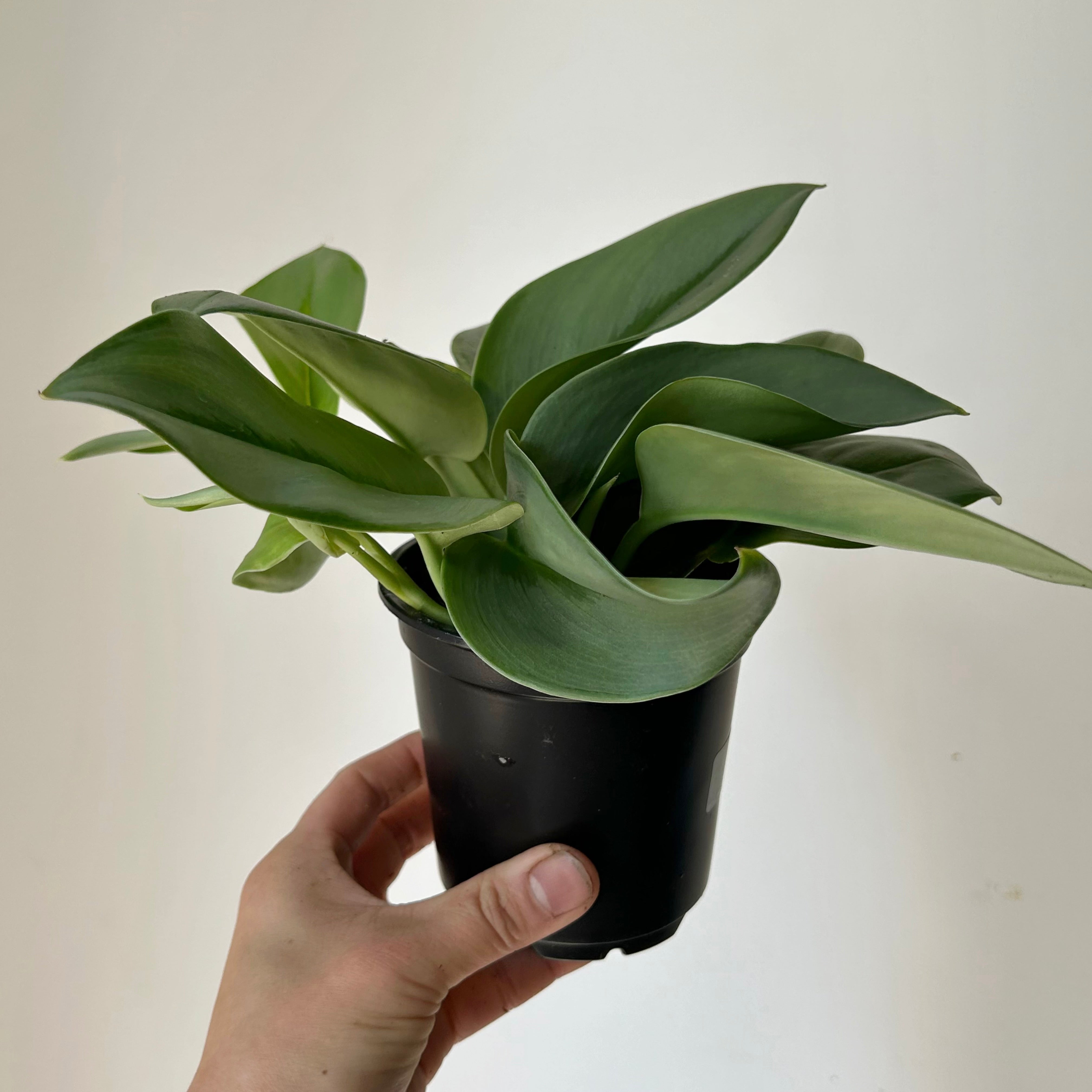 Scindapsus treubii "Moonlight" 4” pot