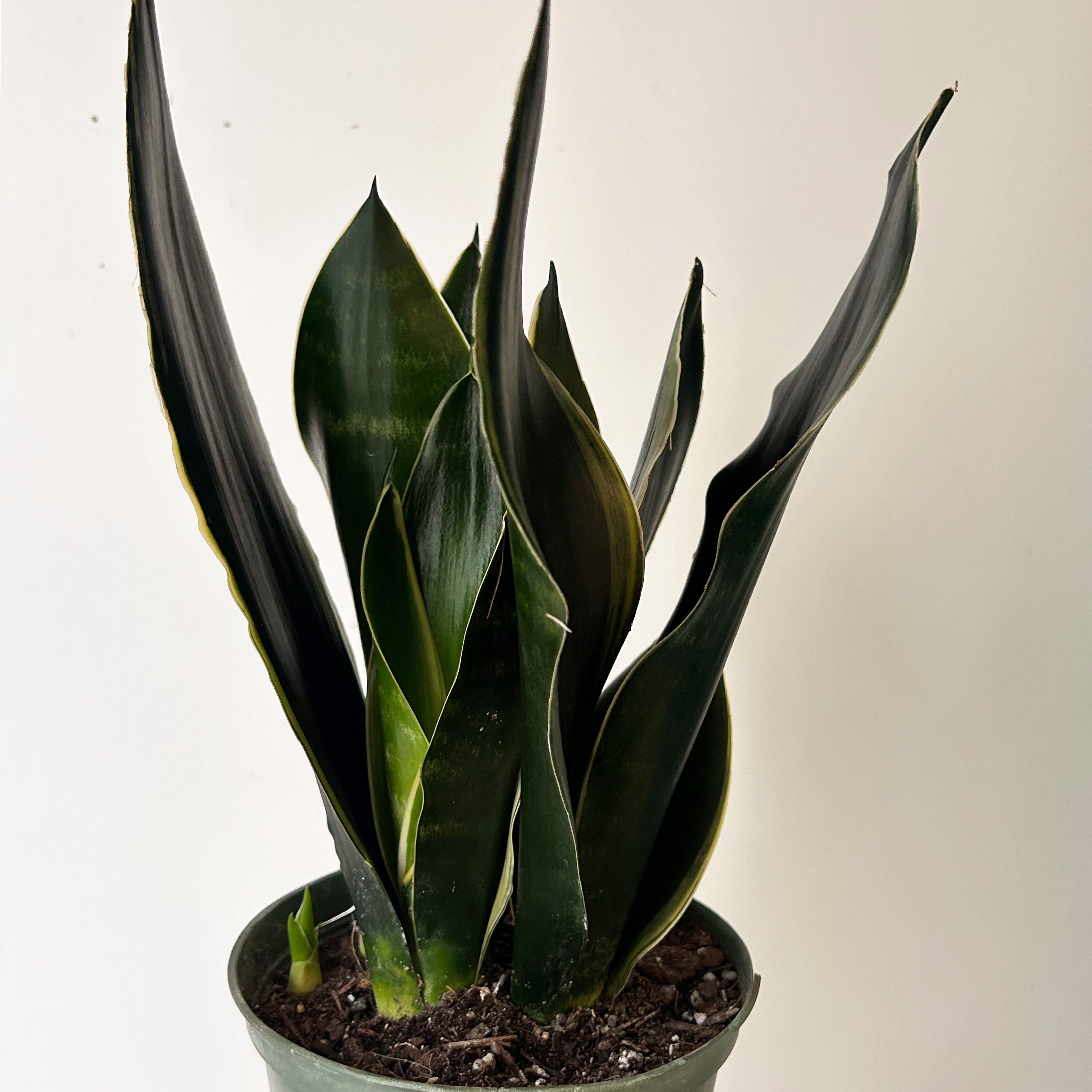 Sansevieria trifasciata “Fabi” 6” pot