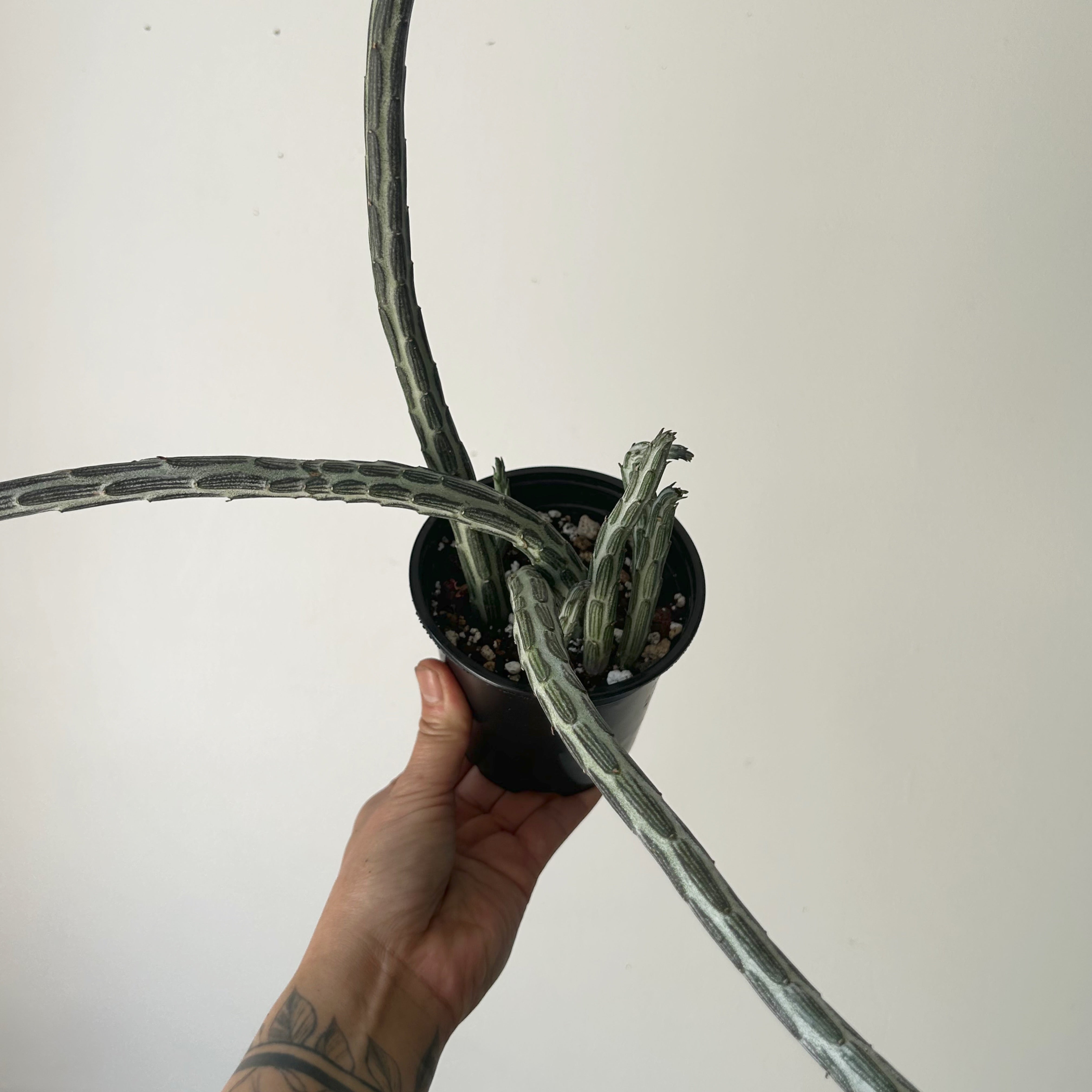 Senecio Stapeliiformis 4” pot