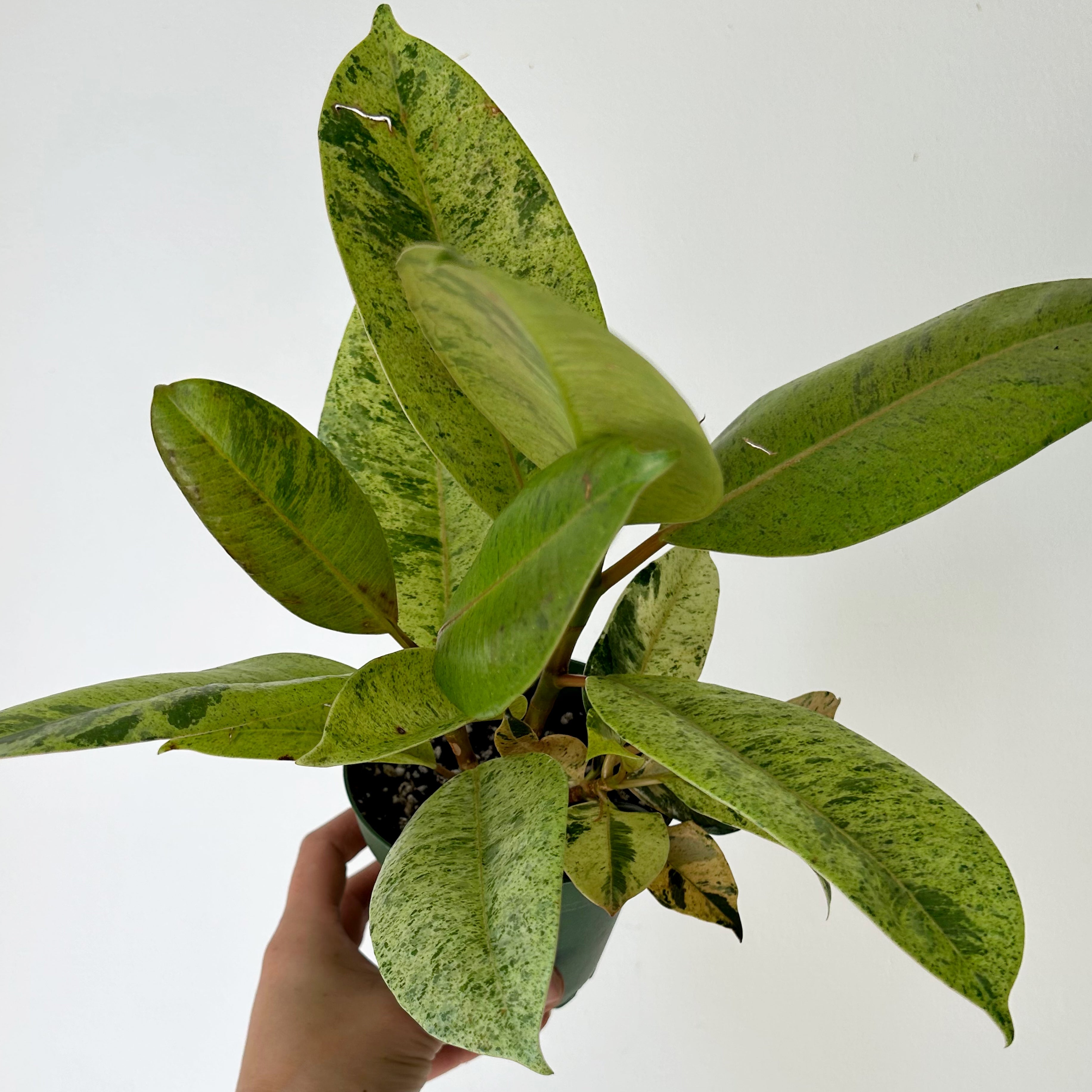 Ficus Shivereana Moonshine 4”pot
