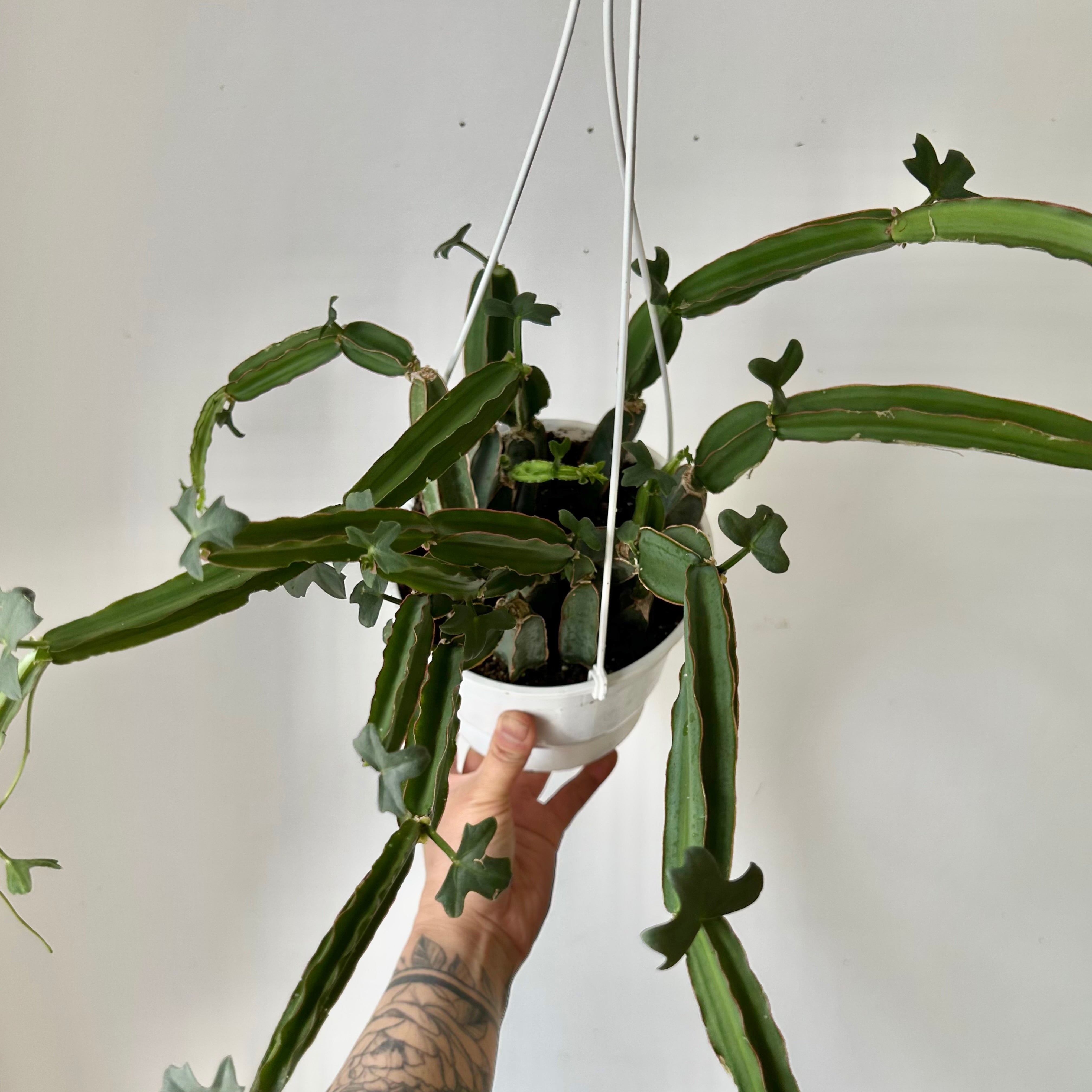 Grape Veldt (Cissus quadrangularis) 6” hanging basket