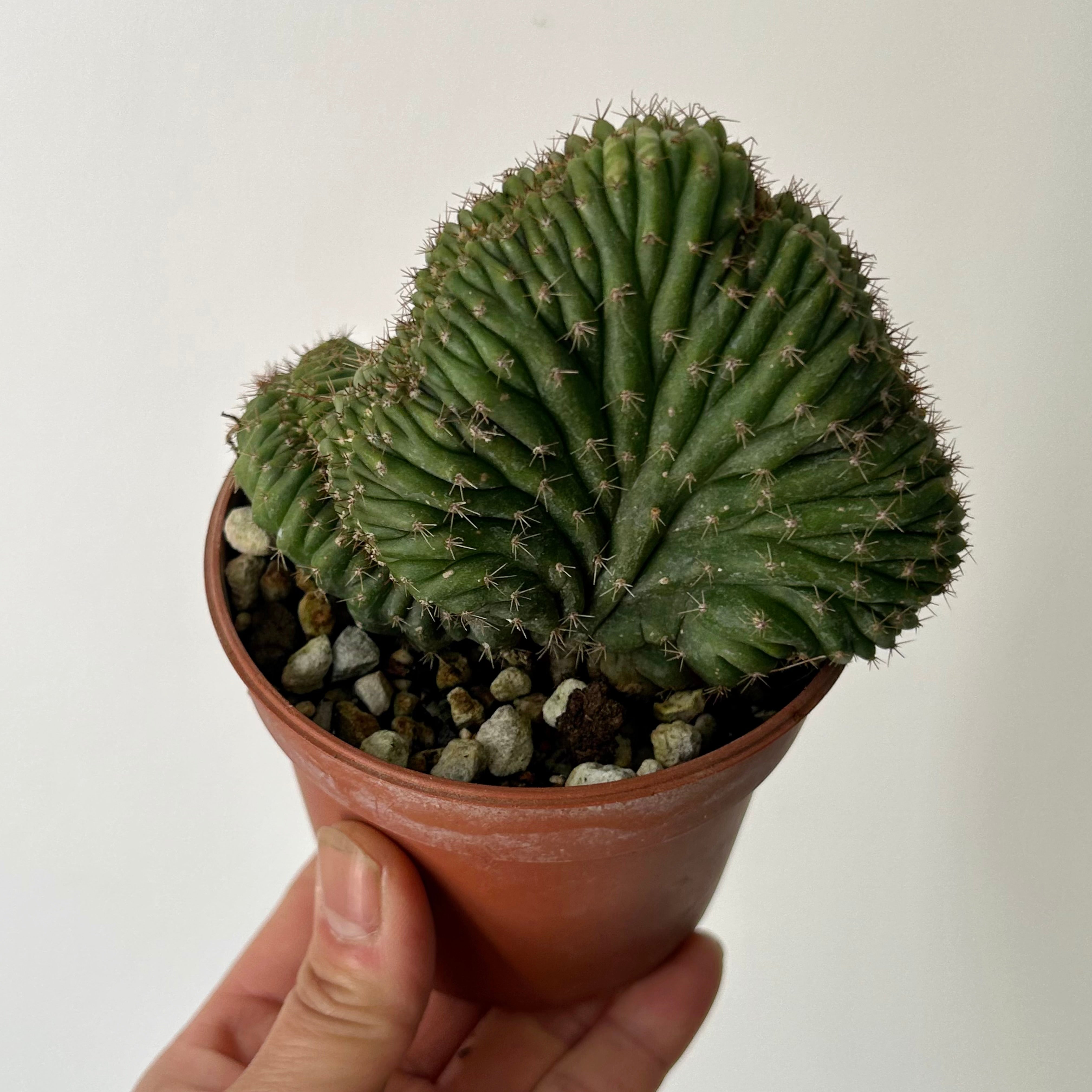Crested San Pedro Cactus (Echinopsis pachanoi) 3.5”pot