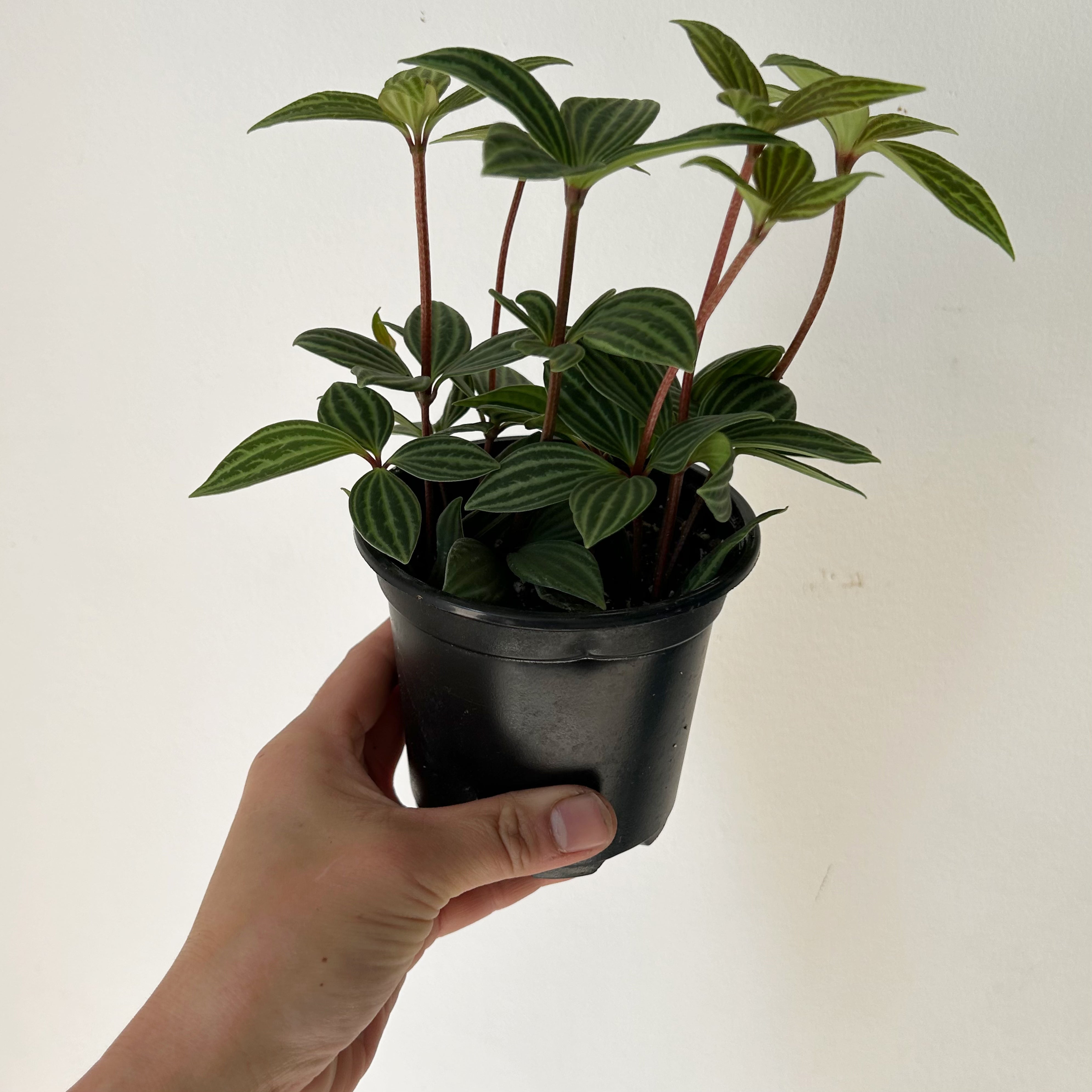 Peperomia Parallel (Puteolata) 4”pot