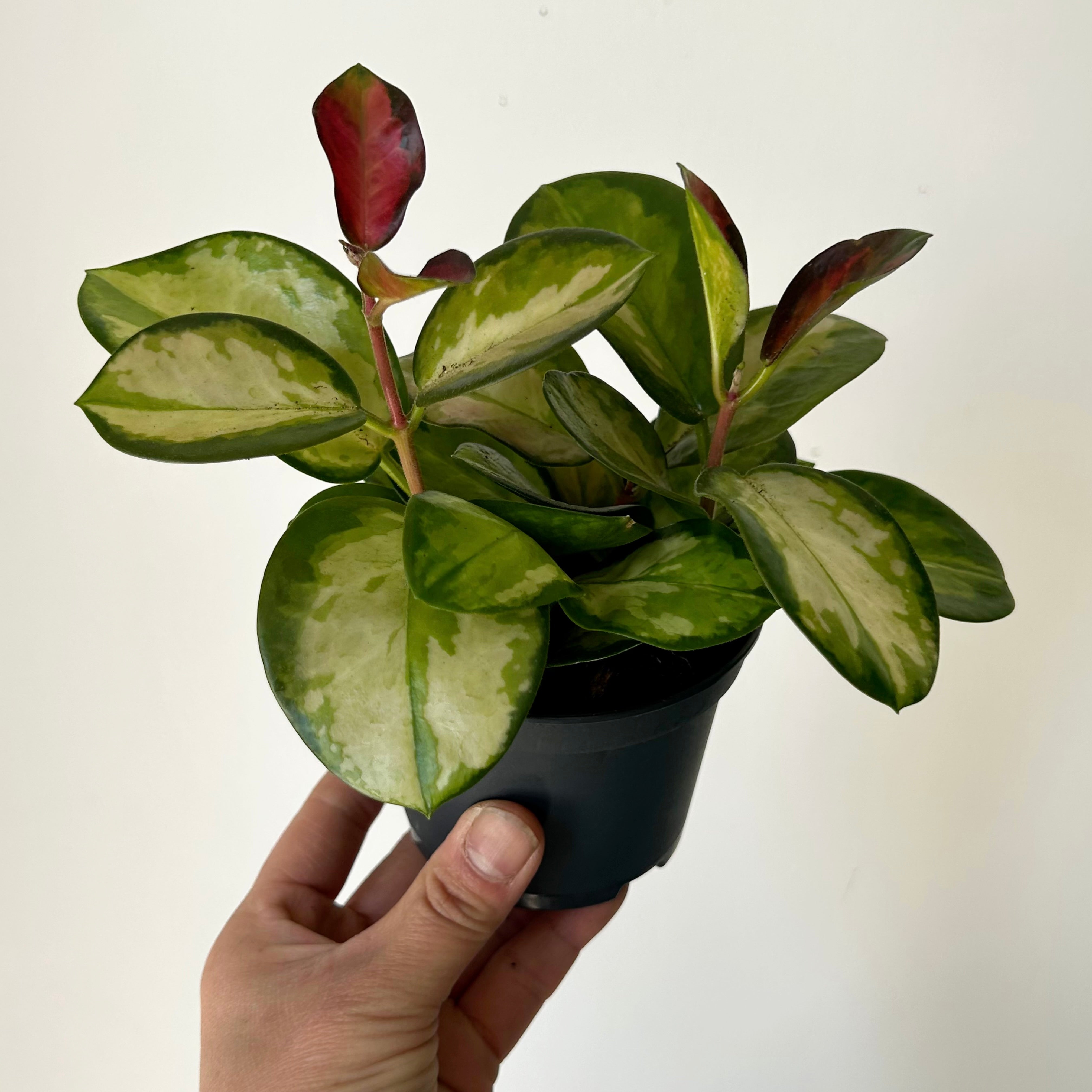 Hoya Australis “Lisa” 3.5”pot