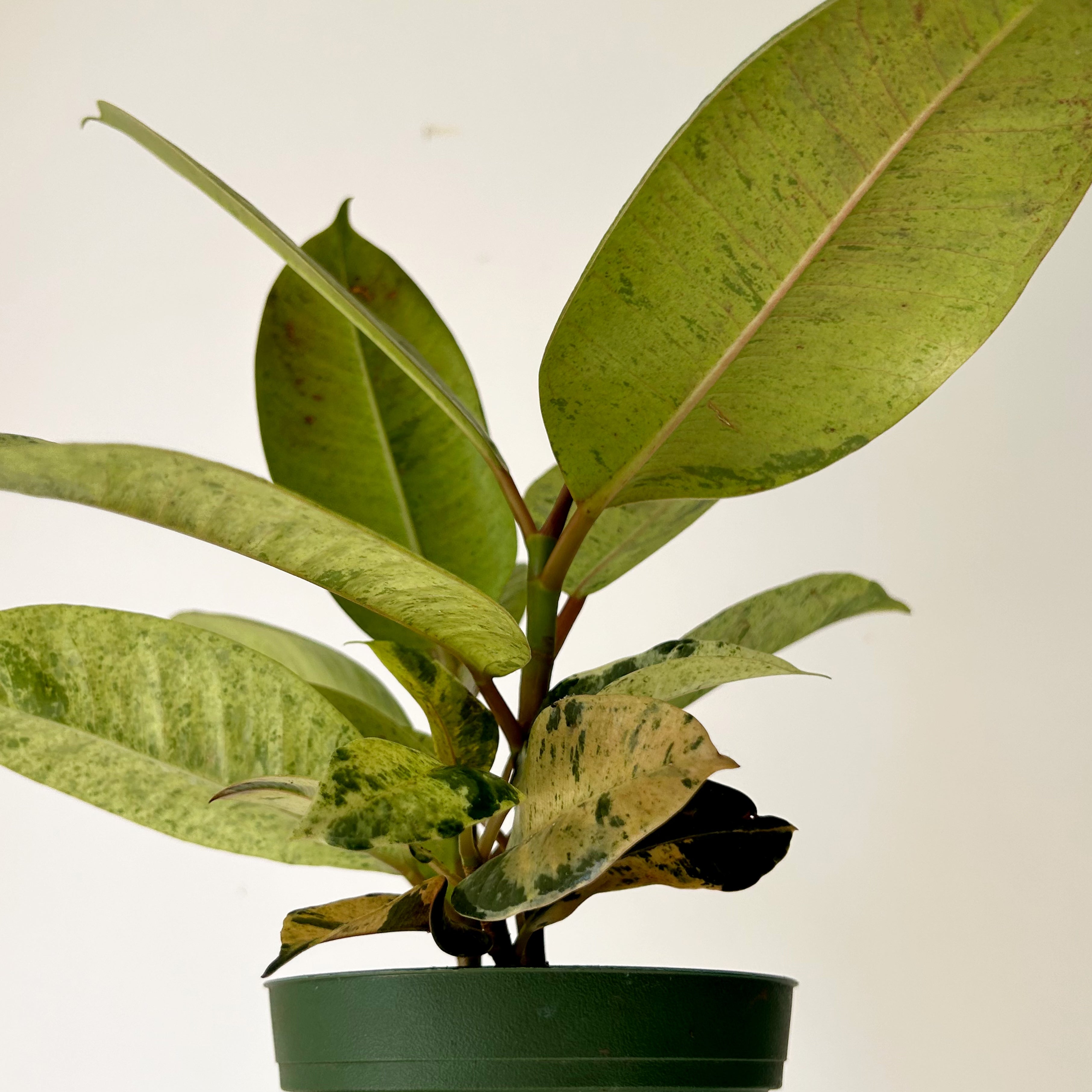 Ficus Shivereana Moonshine 4”pot
