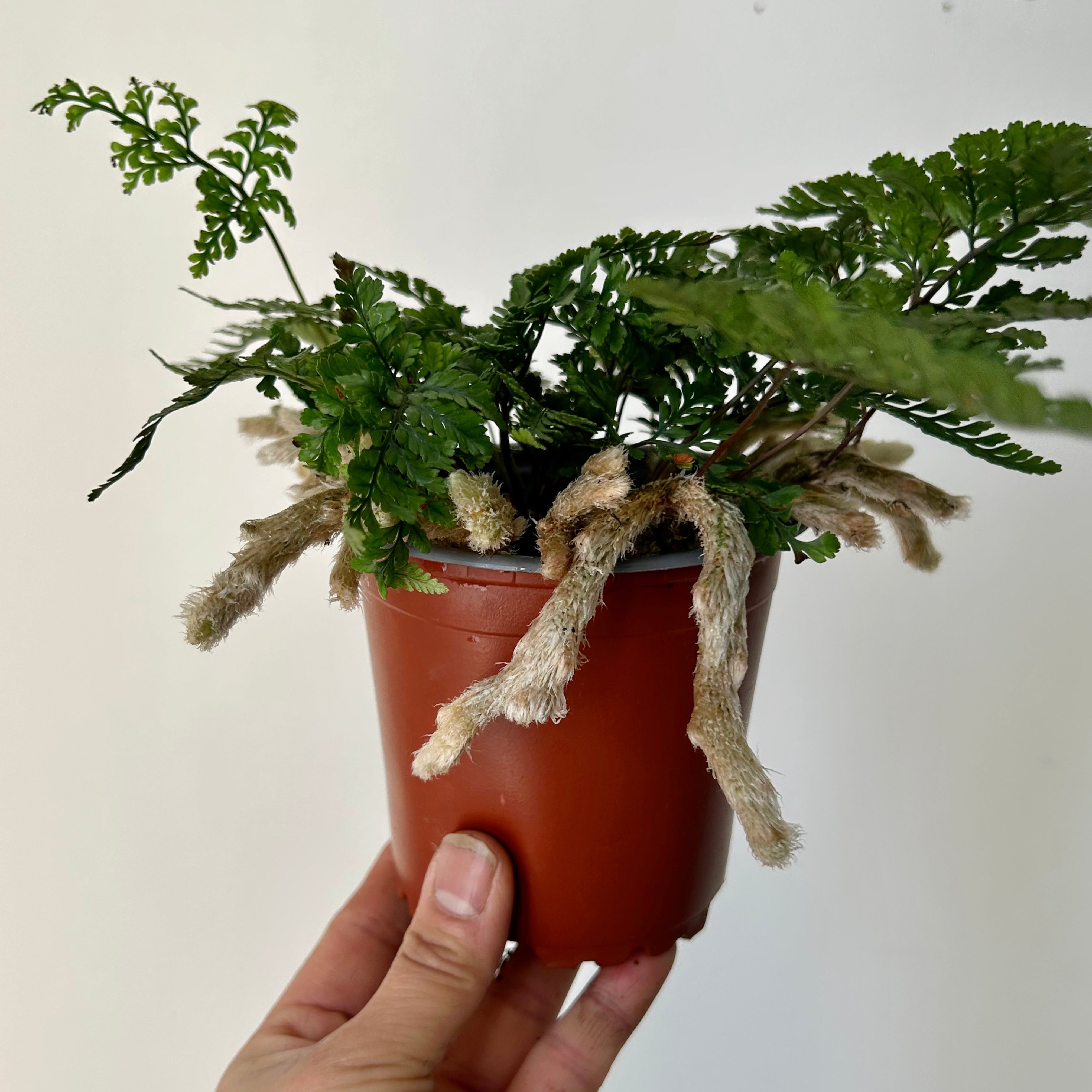 Rabbit foot fern 4” pot