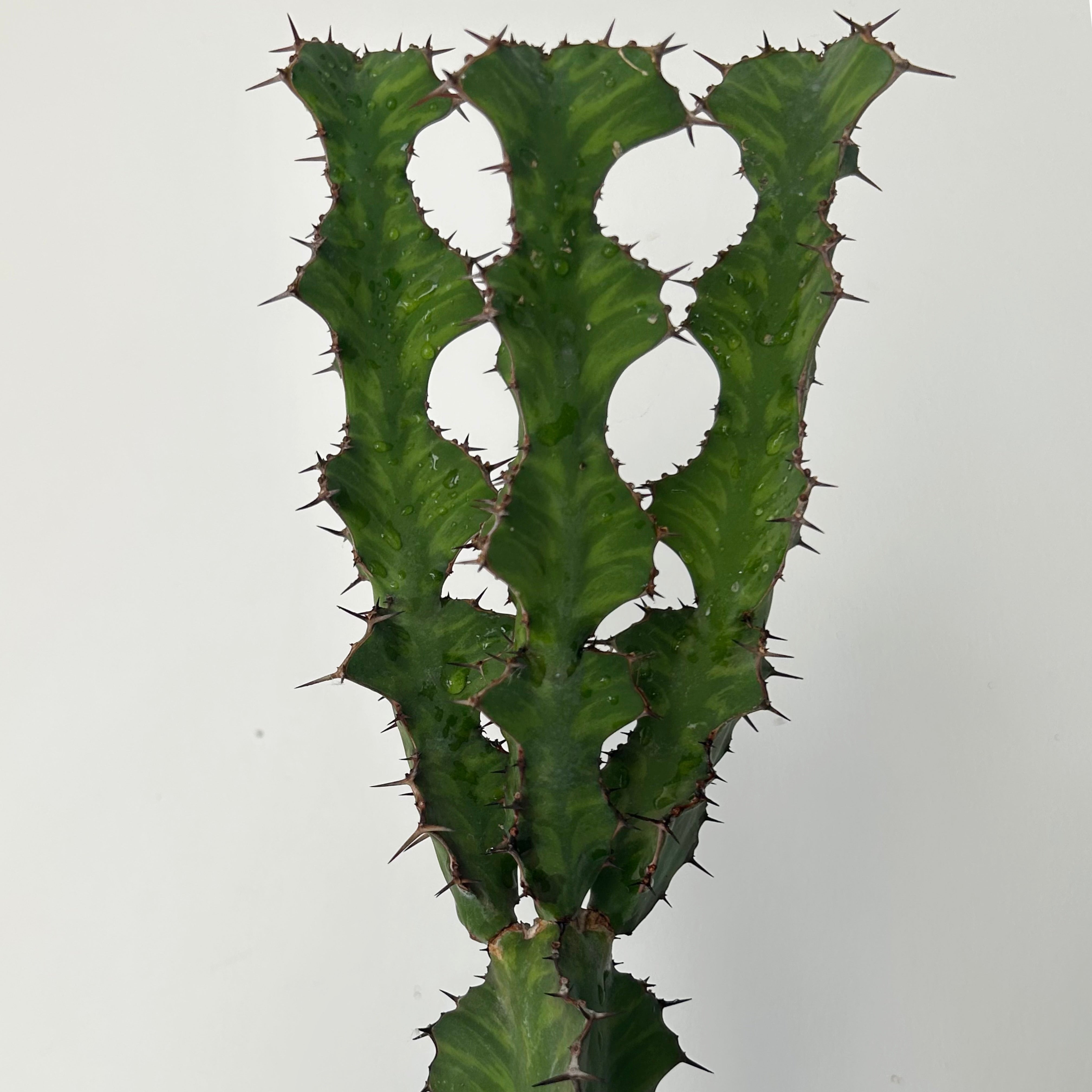 Euphorbia pseudocactus 4” pot