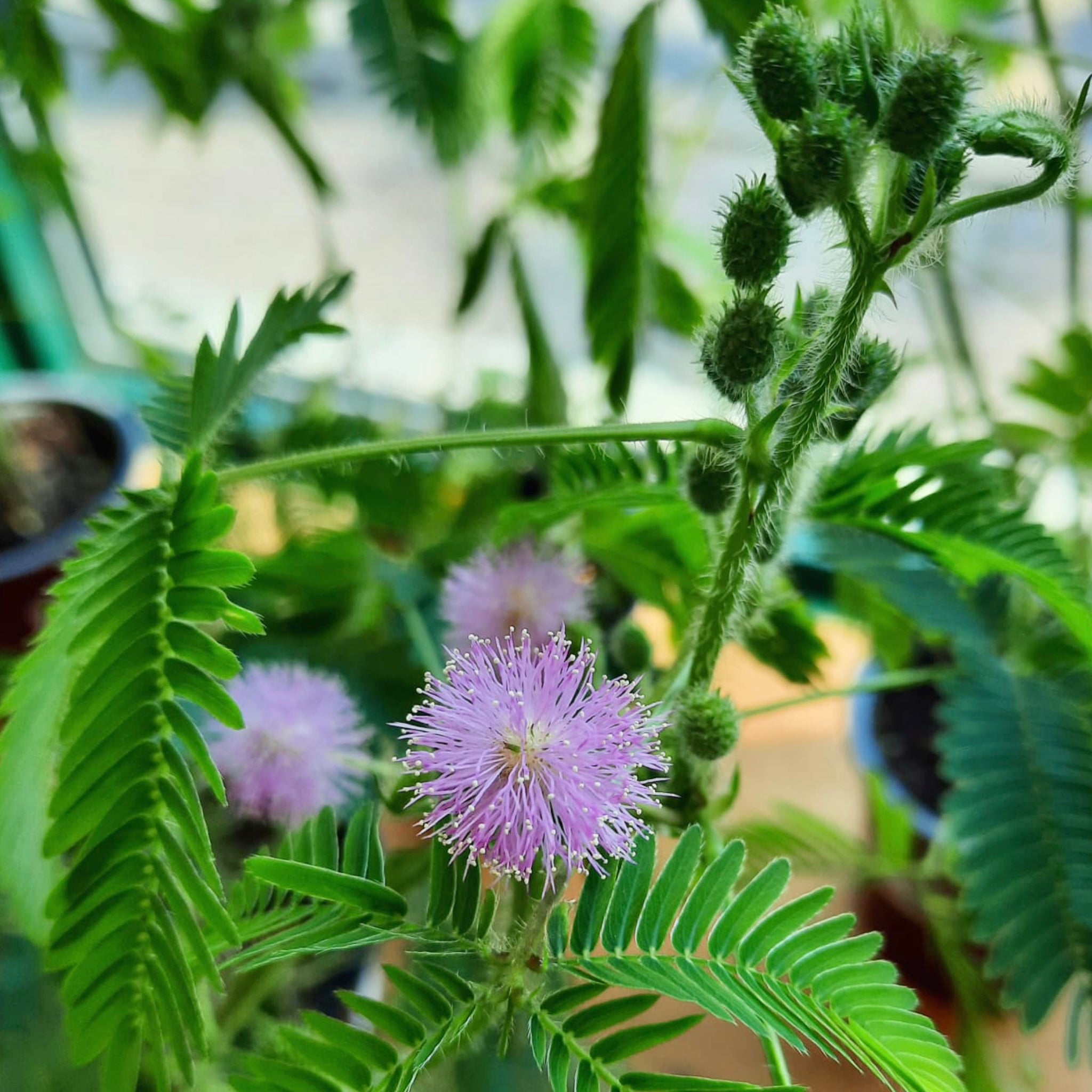 Sensitive Plant (Mimosa Pudica) 4”pot