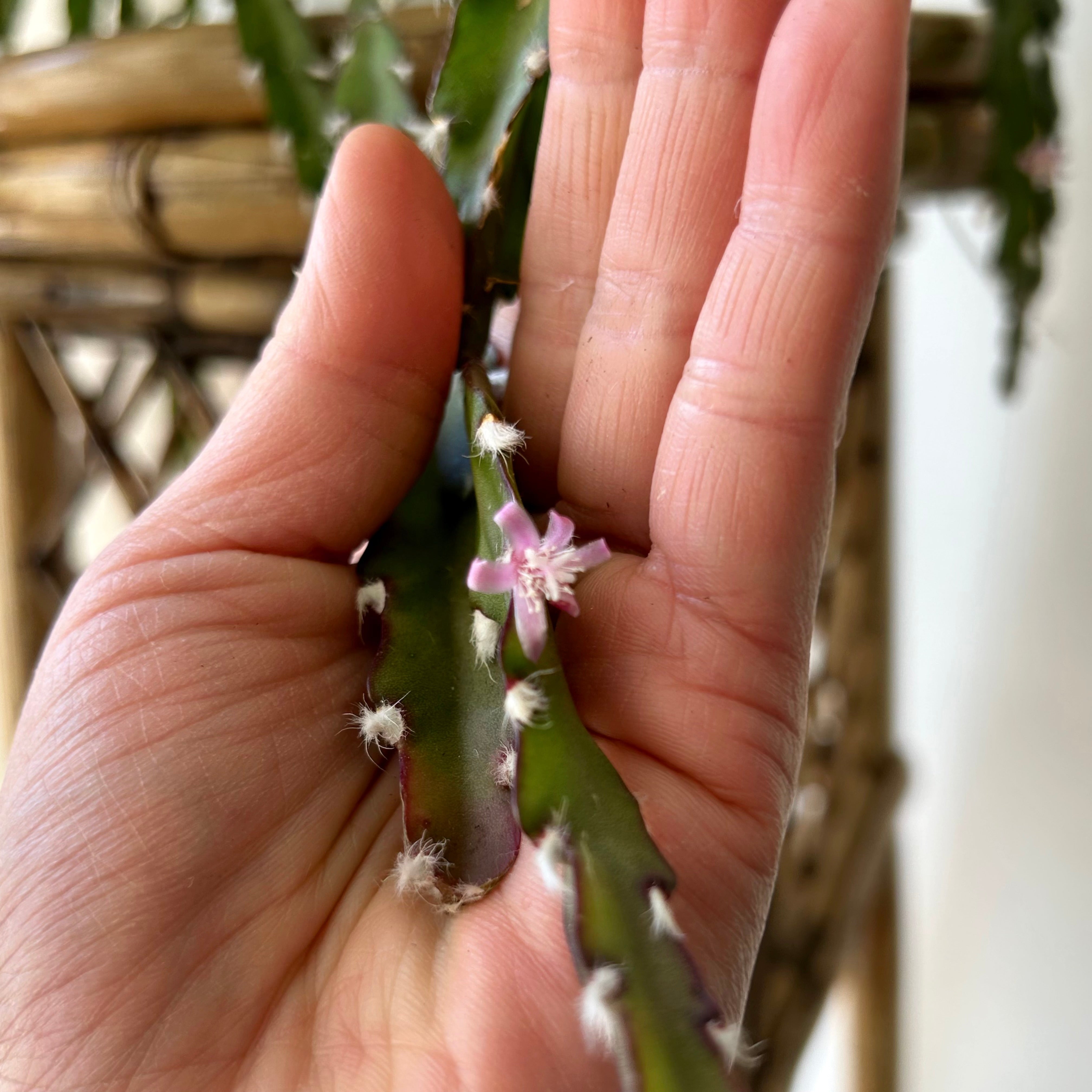Hurricane Cactus (Lepismium cruciforme) 6” hanging basket