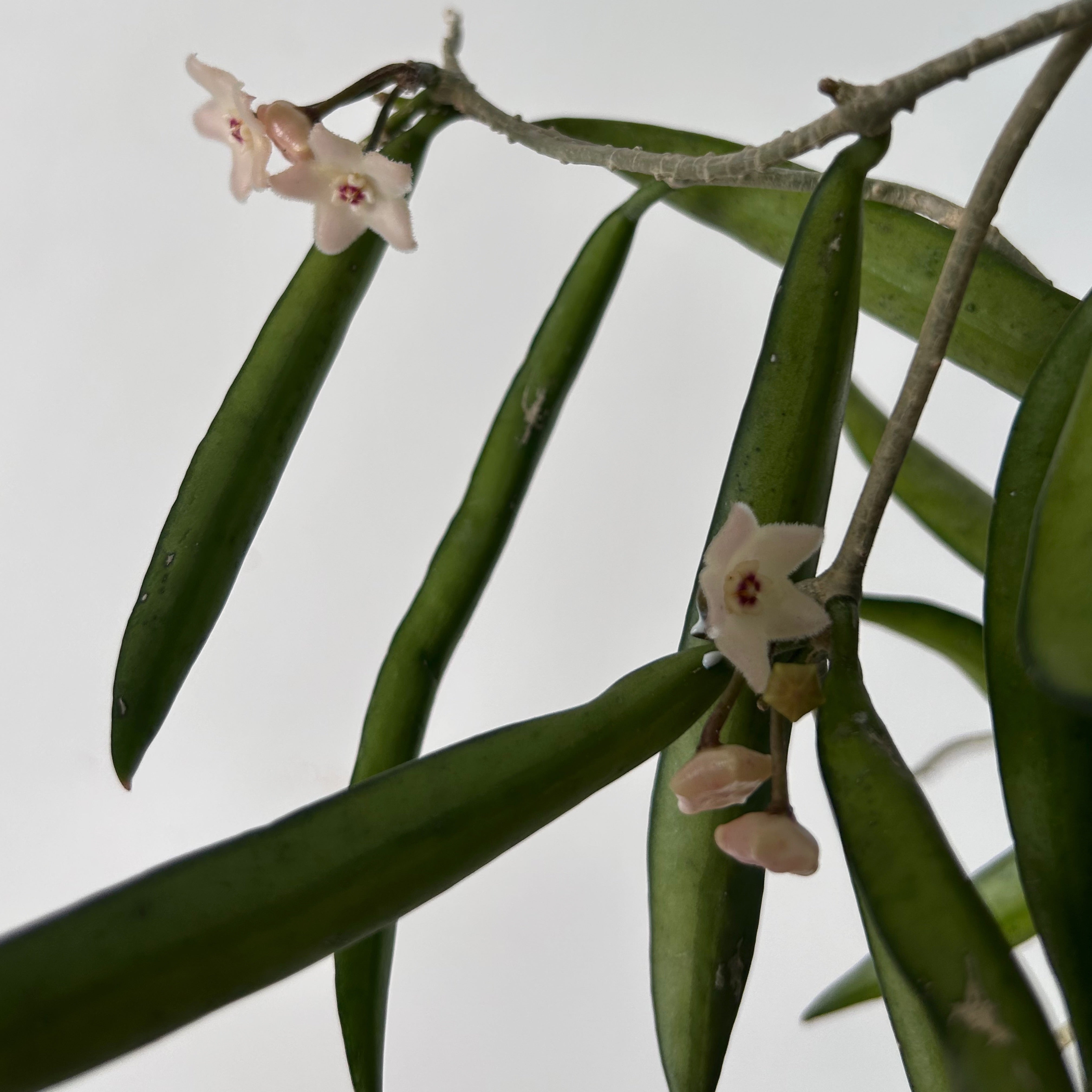 Hoya shepherdii 5”hanging basket