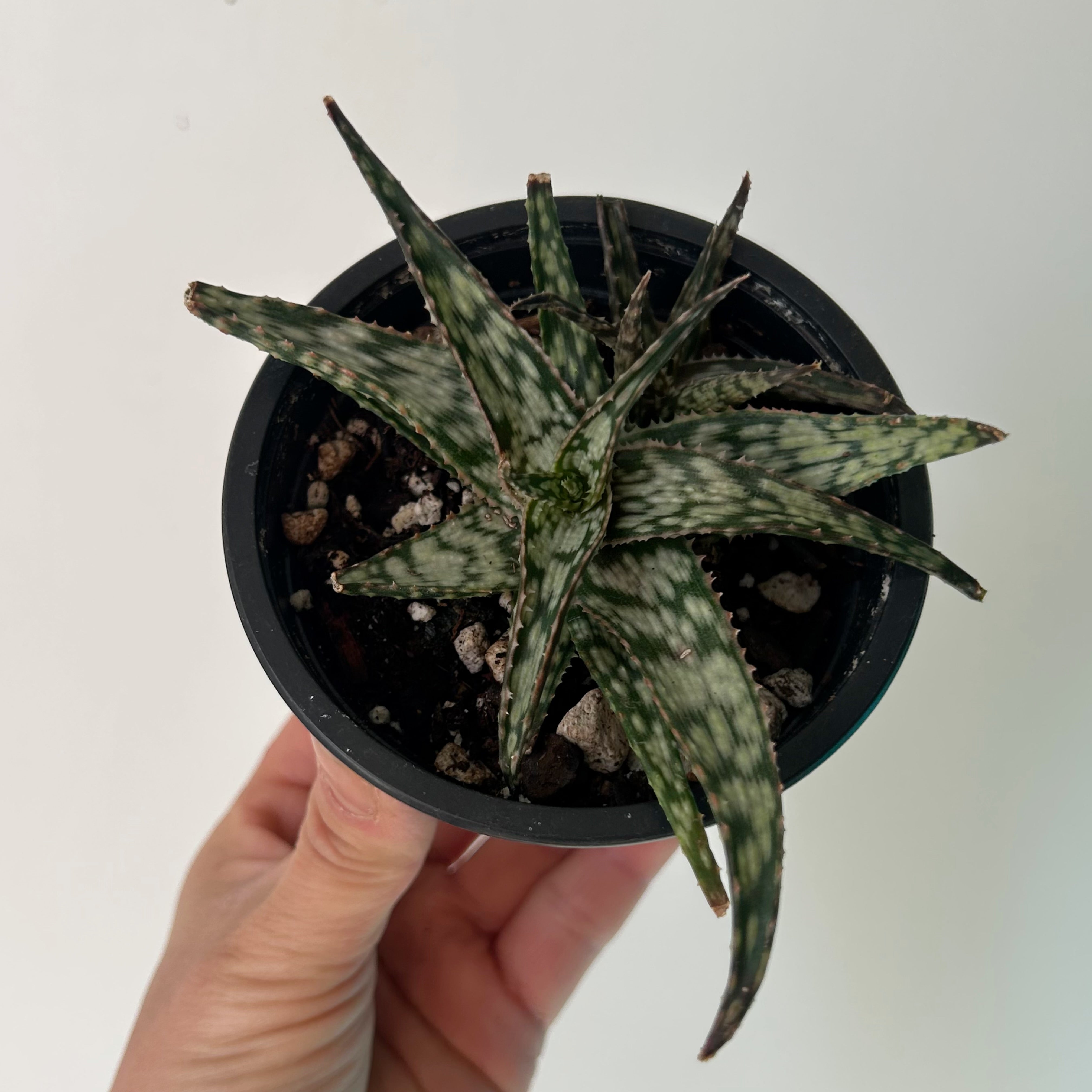 Aloe “Snowflake” 3.5” pot