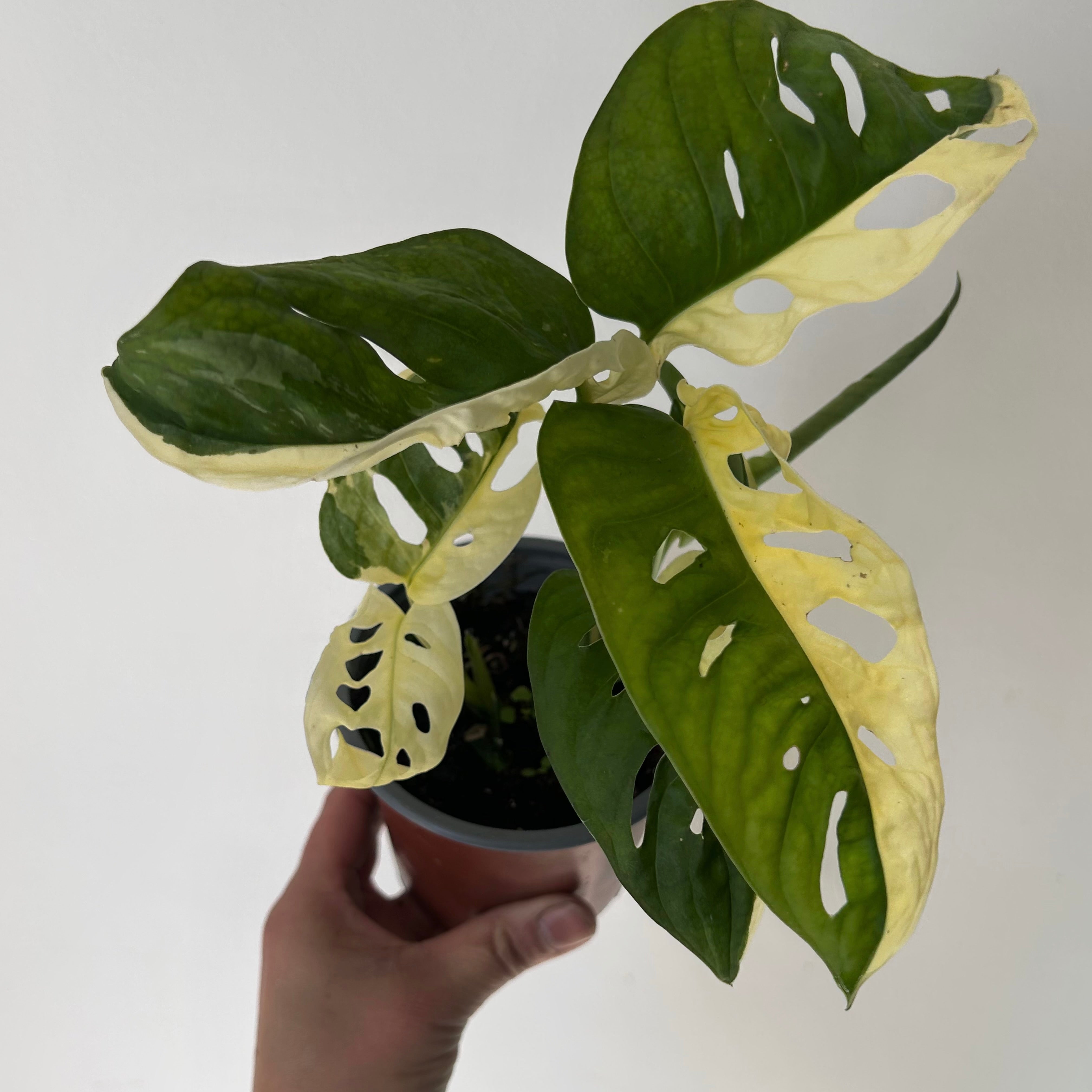 Monstera adansonii aurea variegated 4” pot