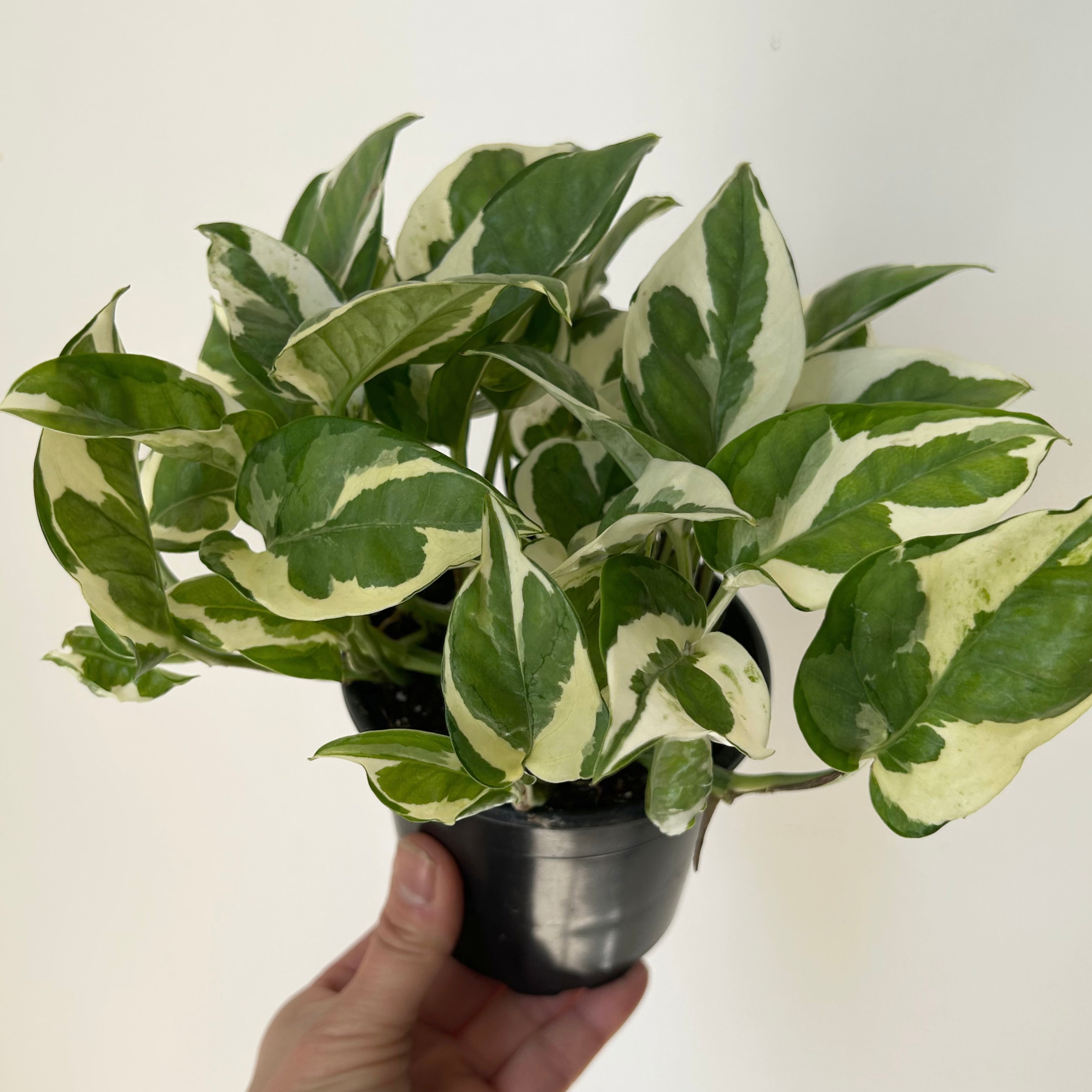 Pothos NJoy 4”pot