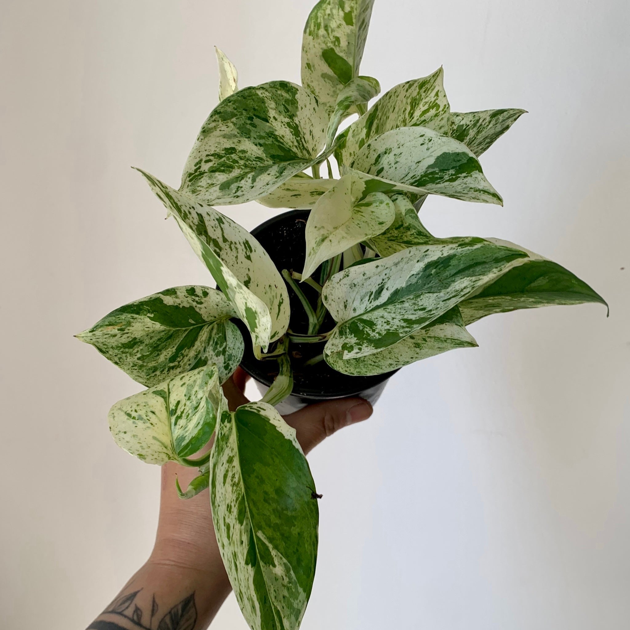 Marble Queen Pothos 3.5” pot