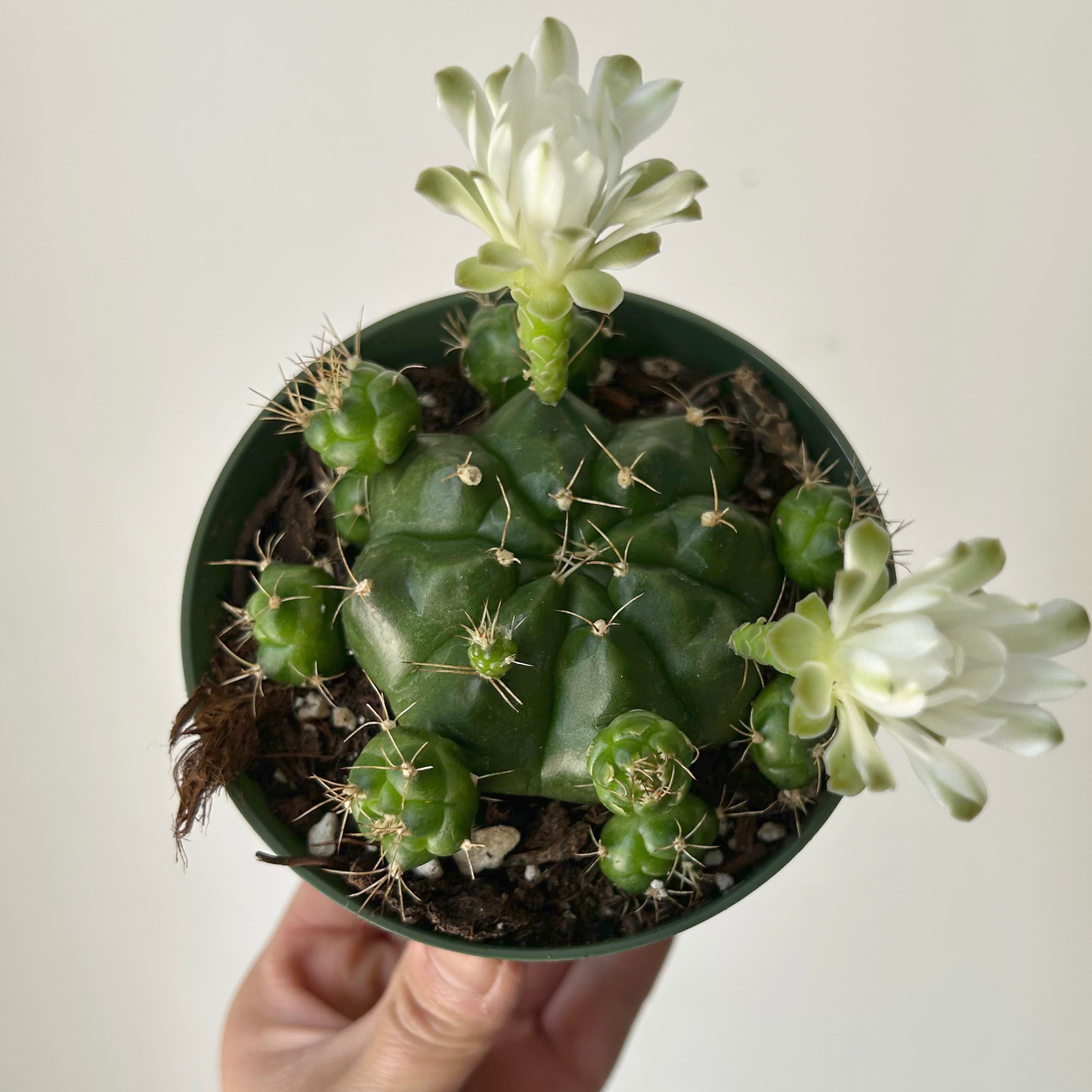 Gymnocalycium damsii 4" pot