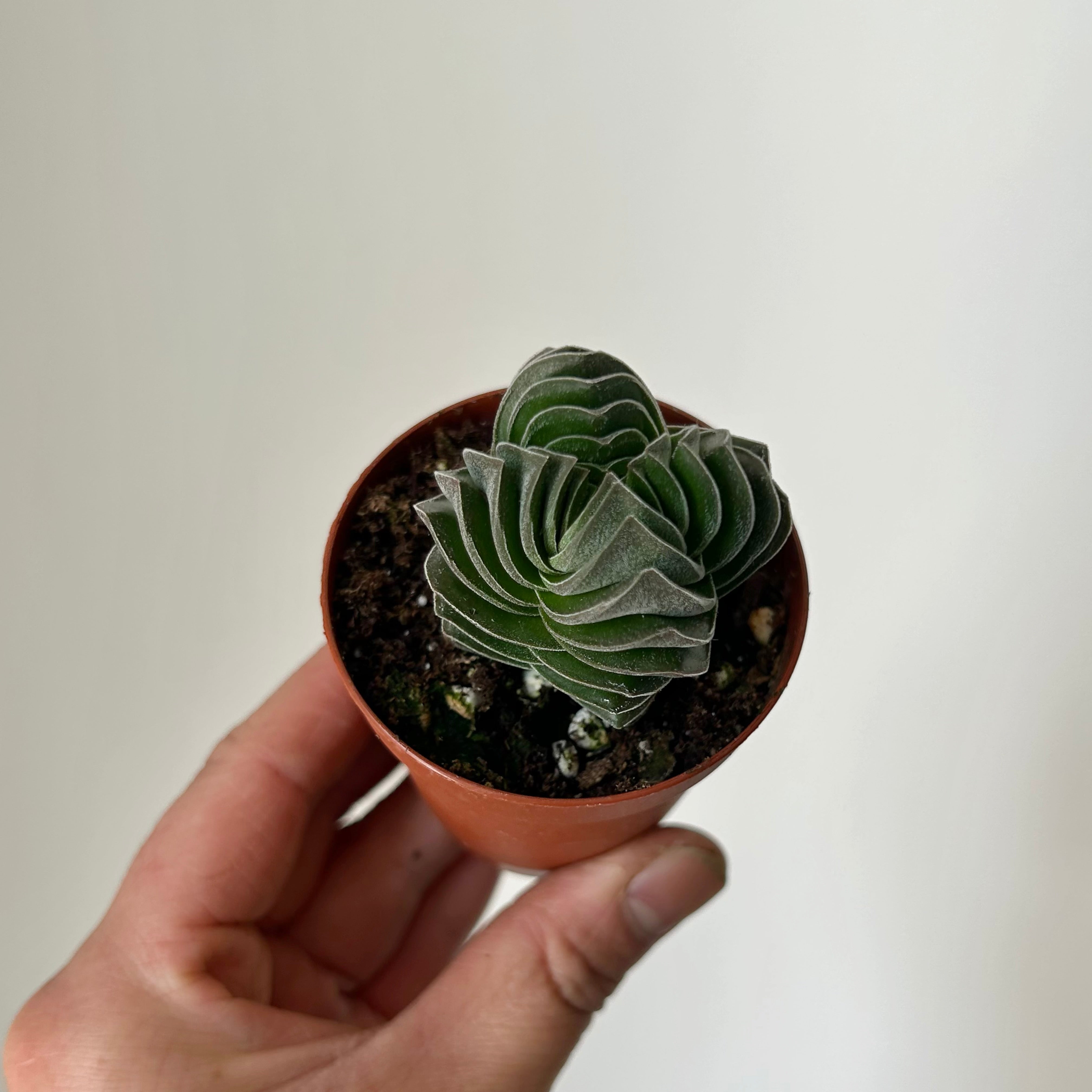 Crassula “Buddha’s Temple” 2.5”pot