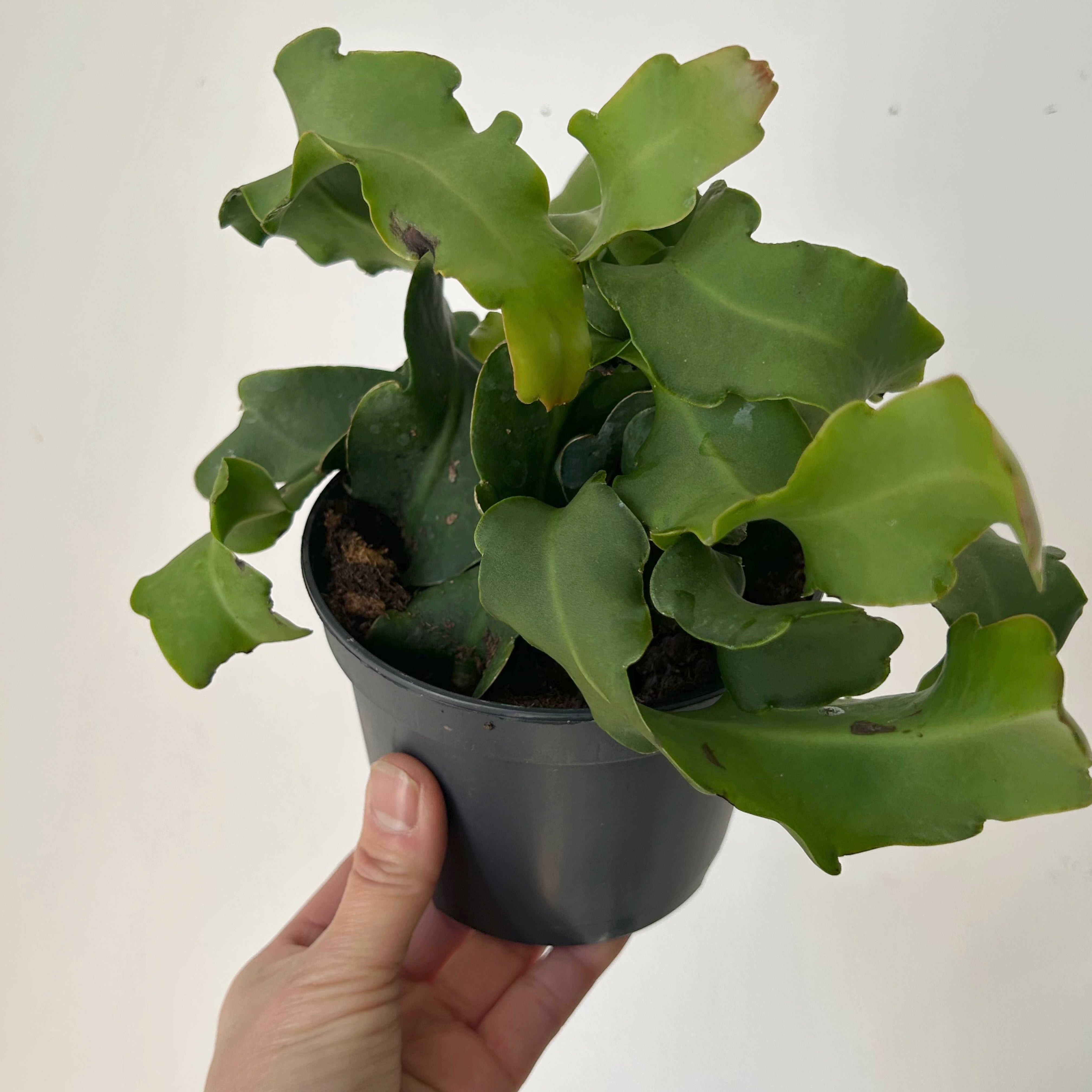 Curly Sue Orchid Cactus (Epiphyllum guatemalense) 5”pot