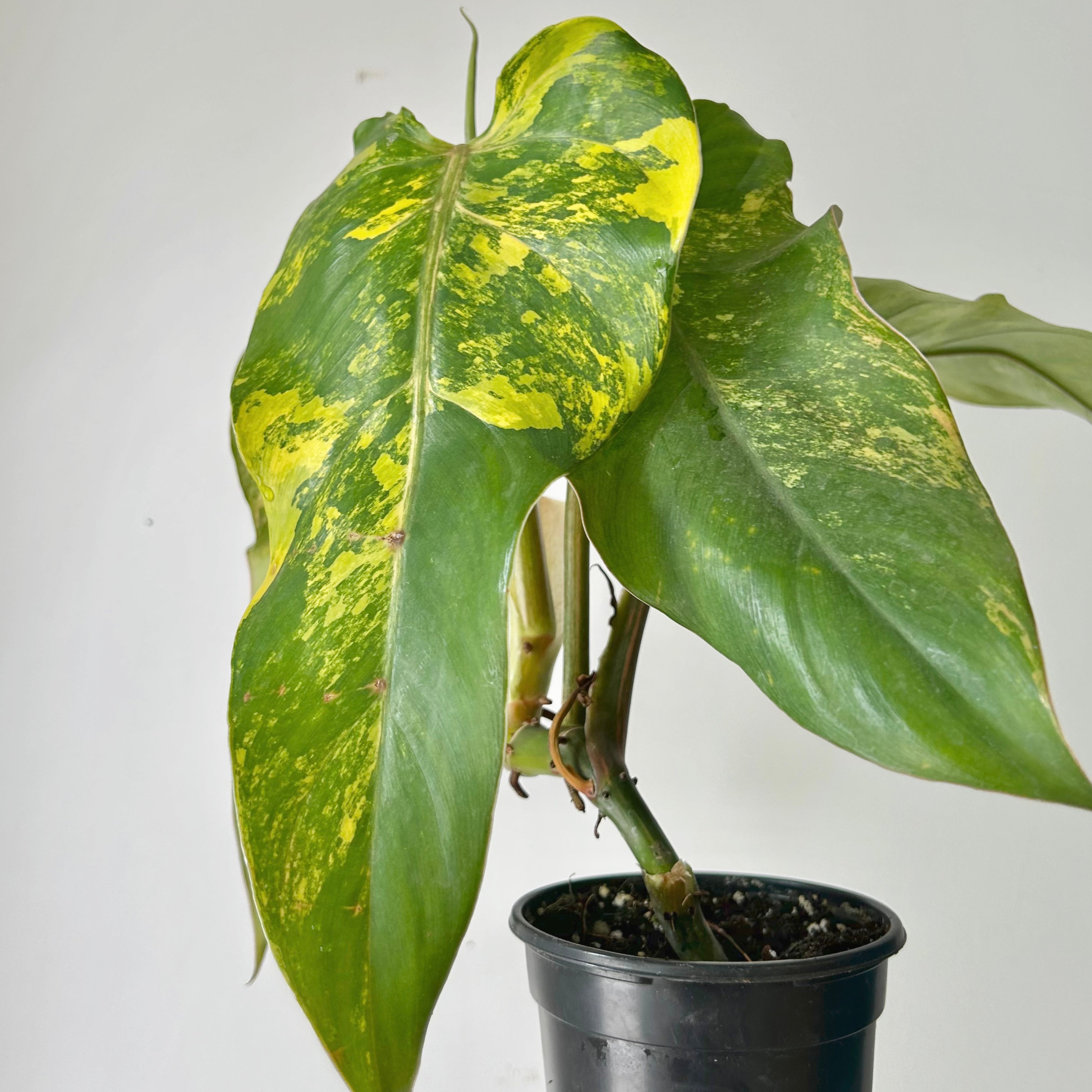 Variegated Philodendron domesticum on trellis 4” pot