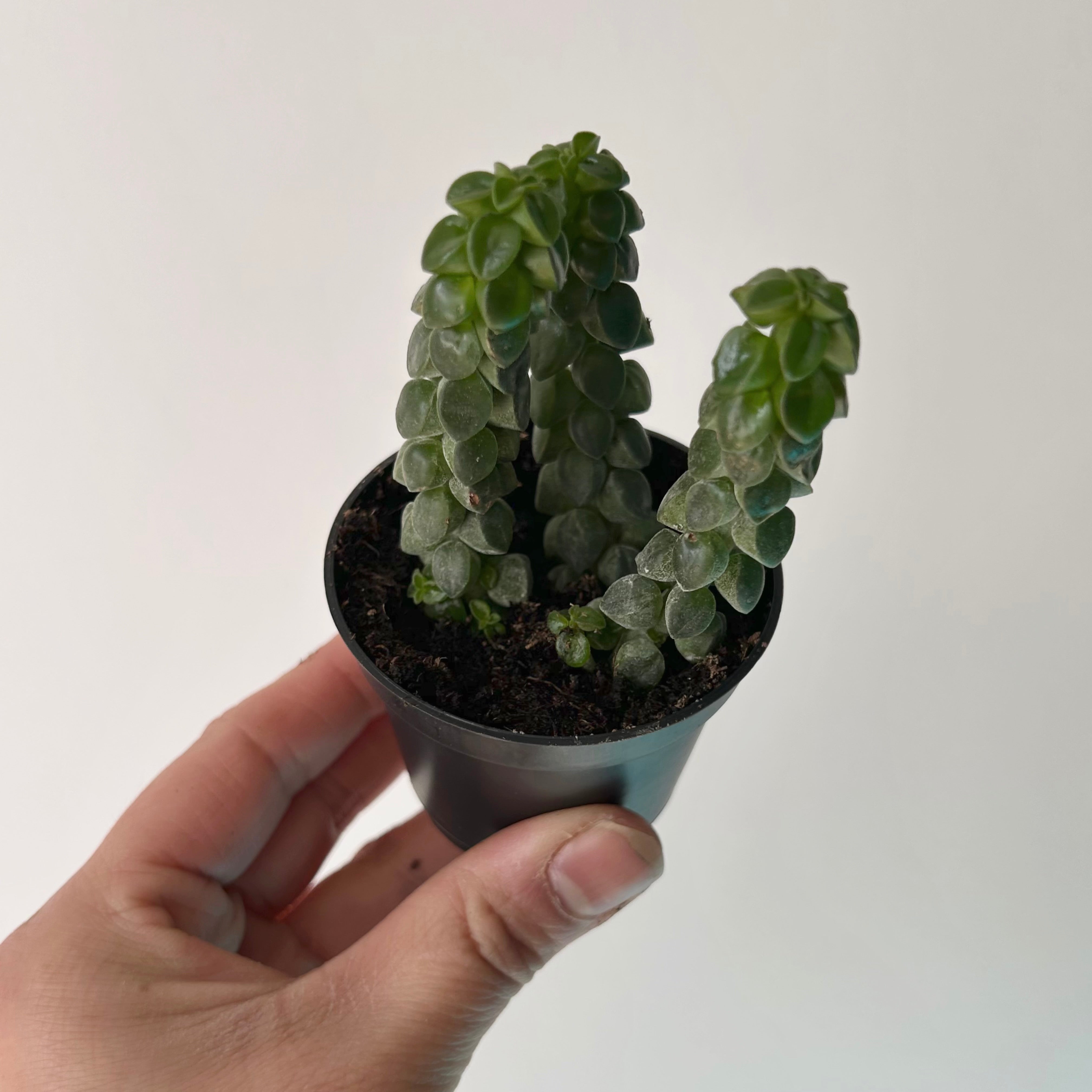 Peperomia columella 2.5" pot