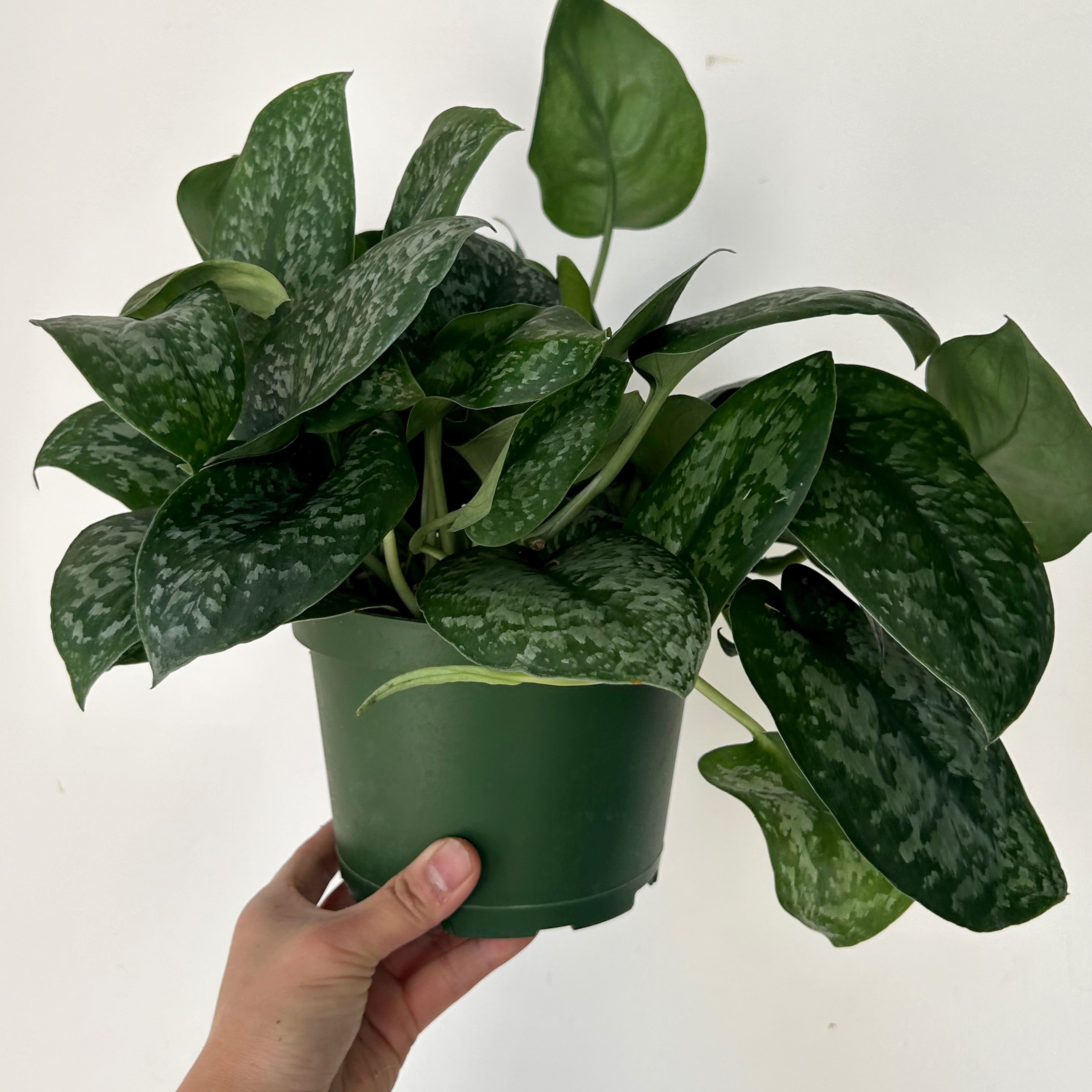 Scindapsus “Mount Salak” 6” pot