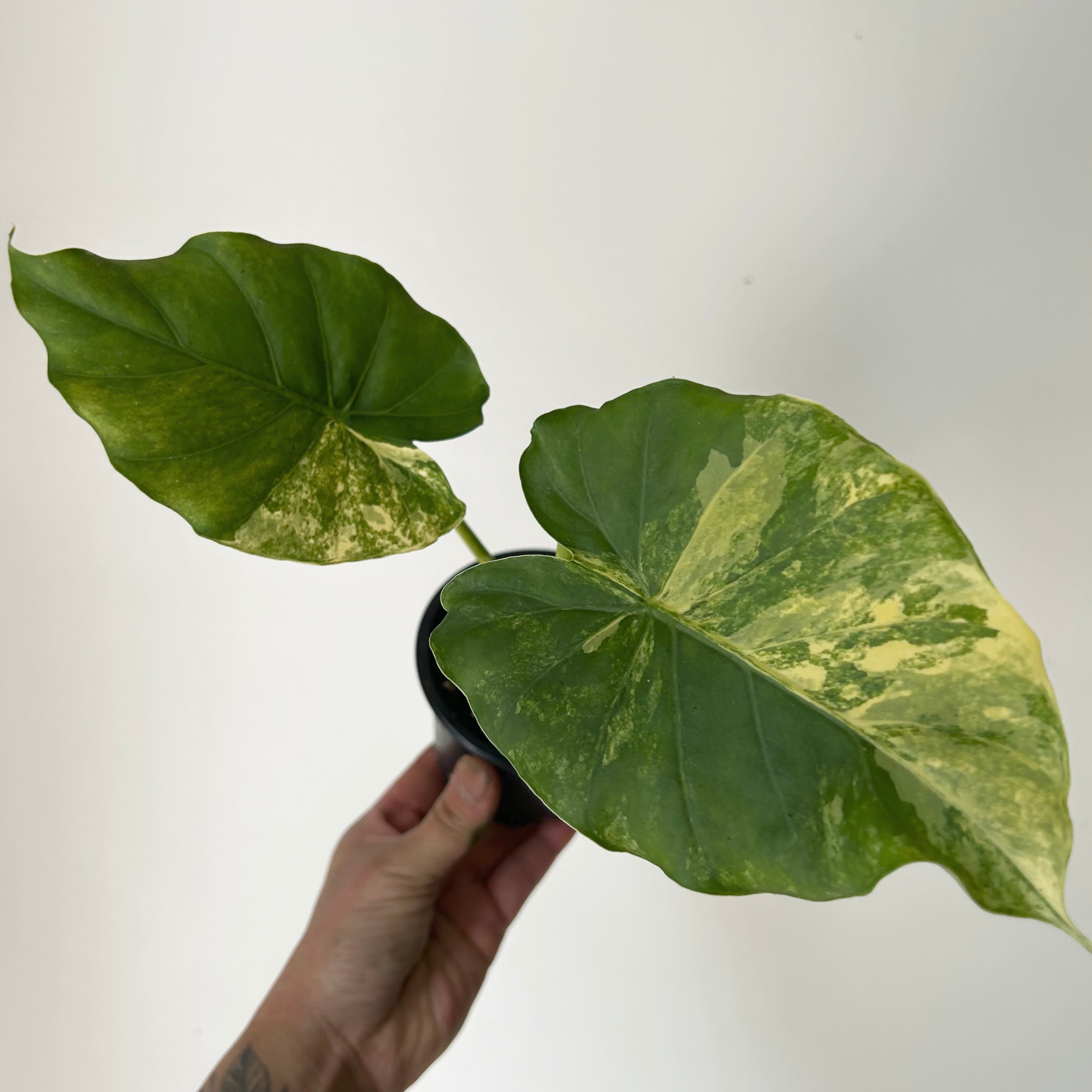 Alocasia odora aurea variegata 3.5” pot