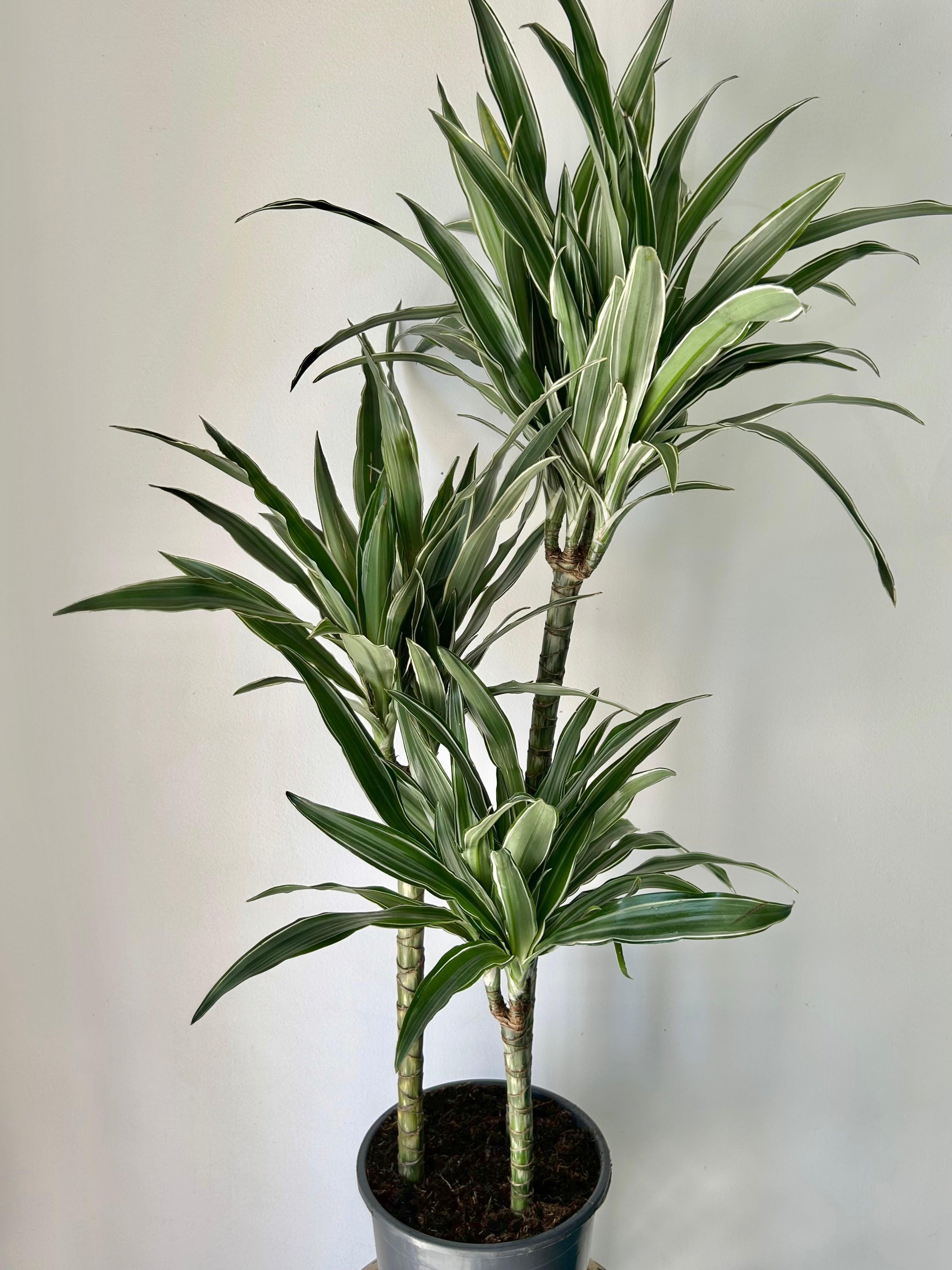 Dracaena warneckii Cane approximately 5ft tall in 10”pot