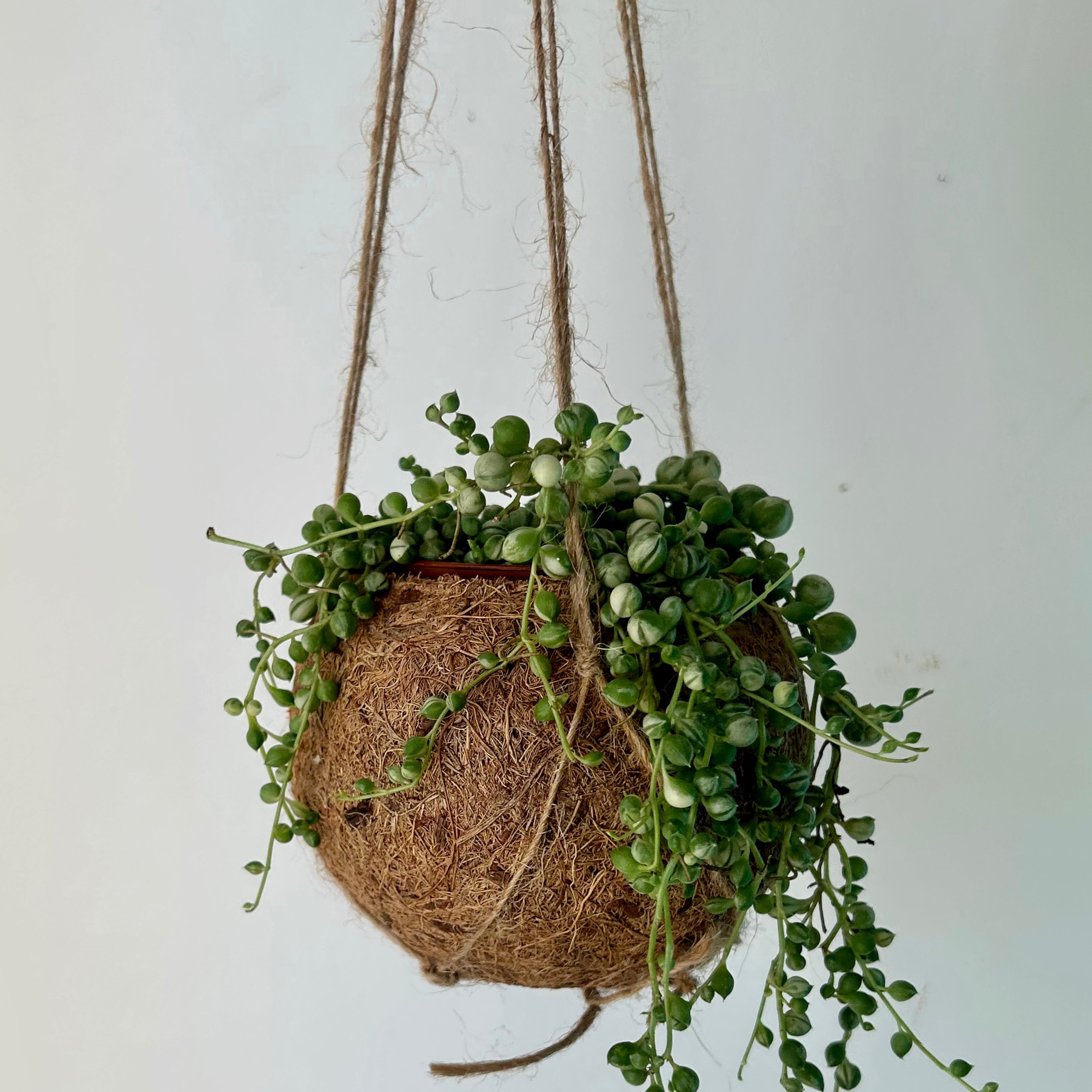 Suspended Kokedama Sphere (3”x4”)