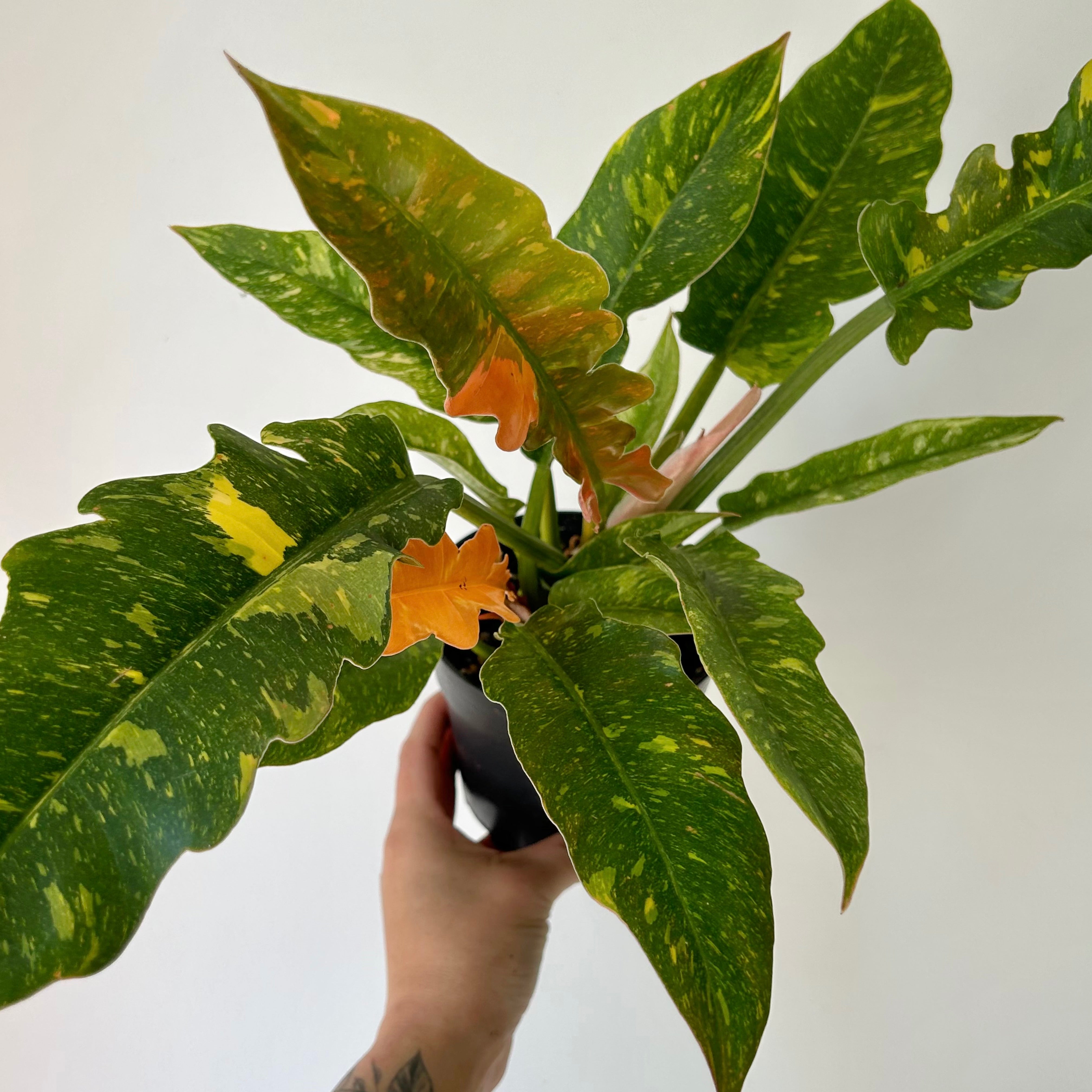 Philodendron "Ring of Fire" 6” pot