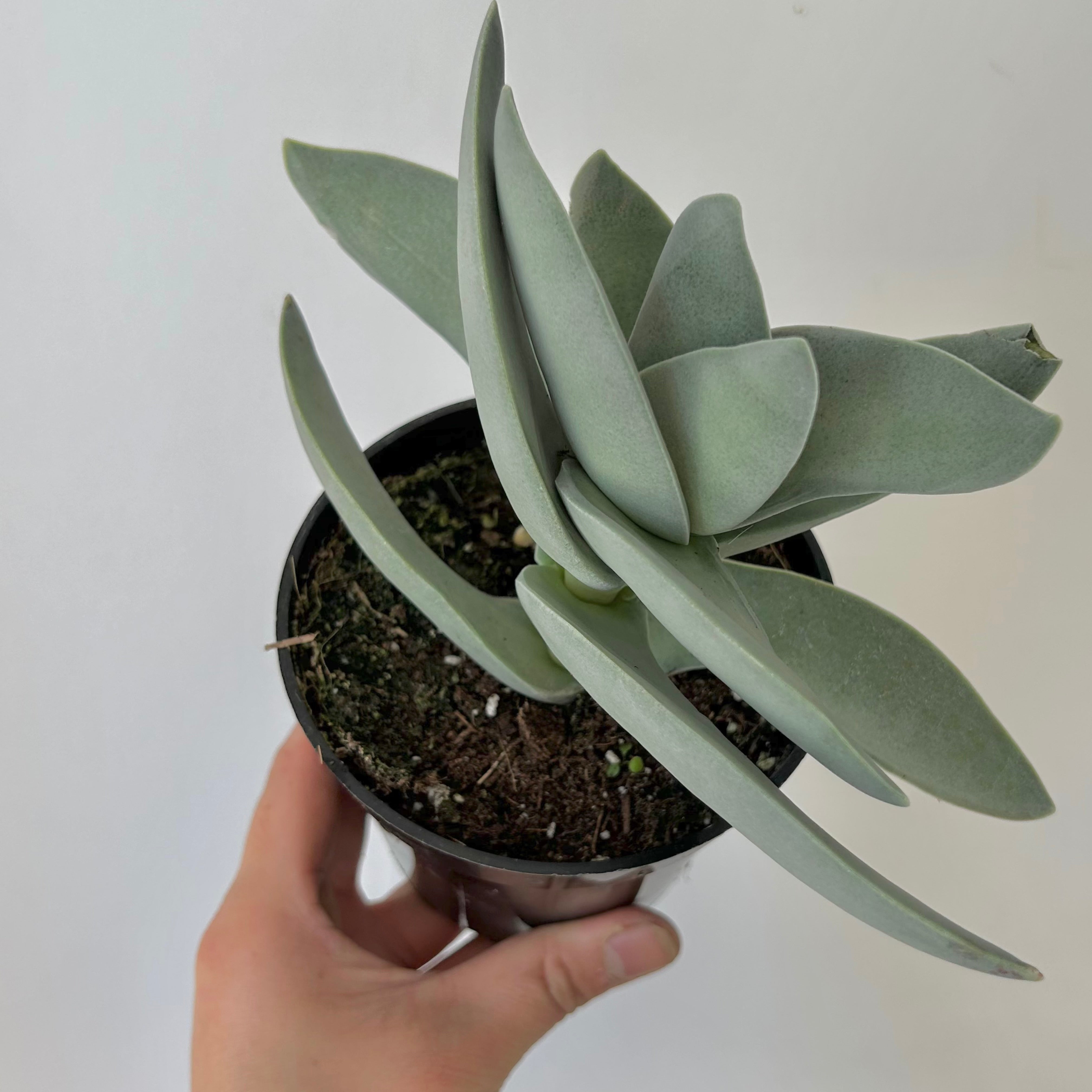 Propeller Succulent (Crassula falcata) 3.5”pot