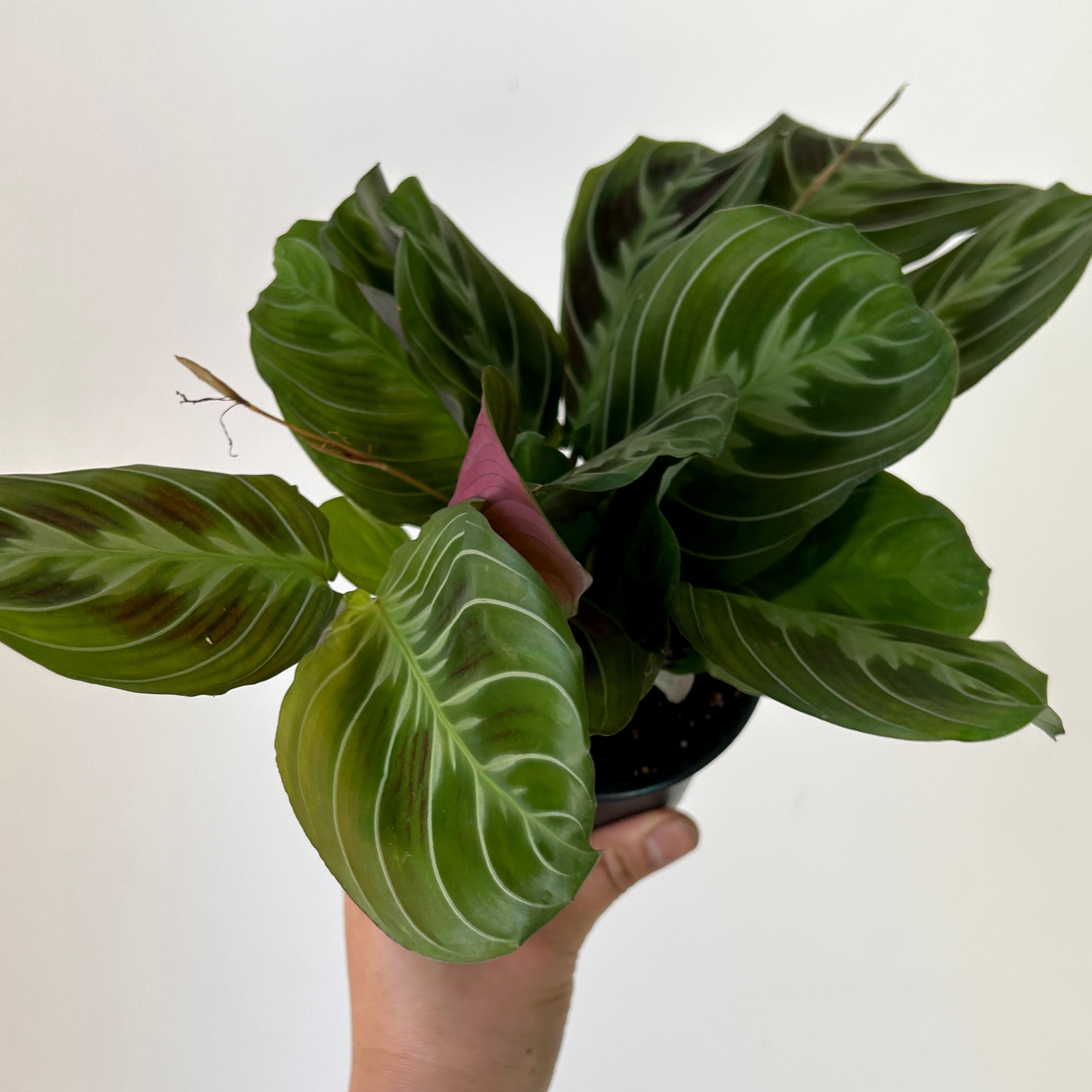 Maranta"Cat’s Moustache " 3.5” pot