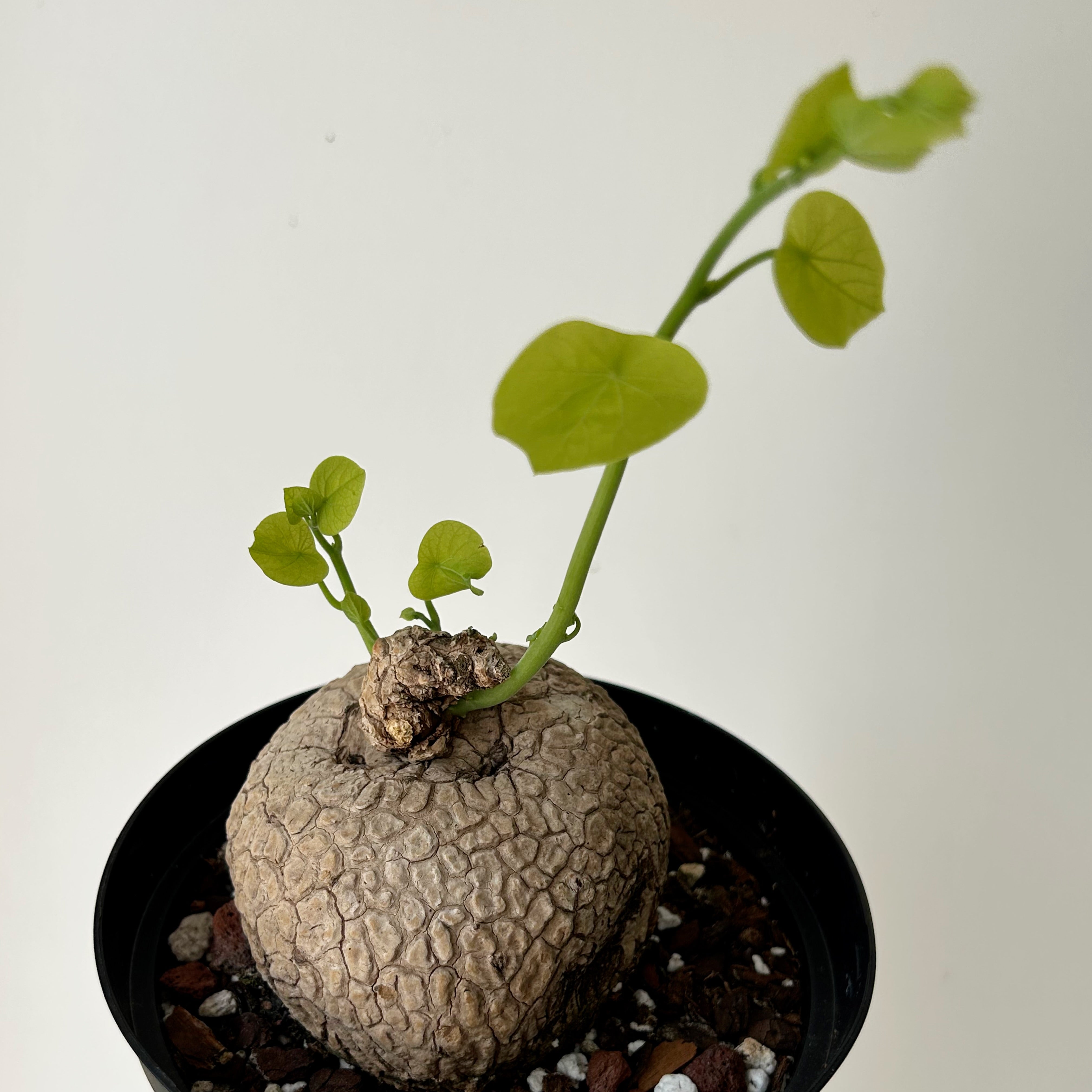 Stephania suberosa 6” pot