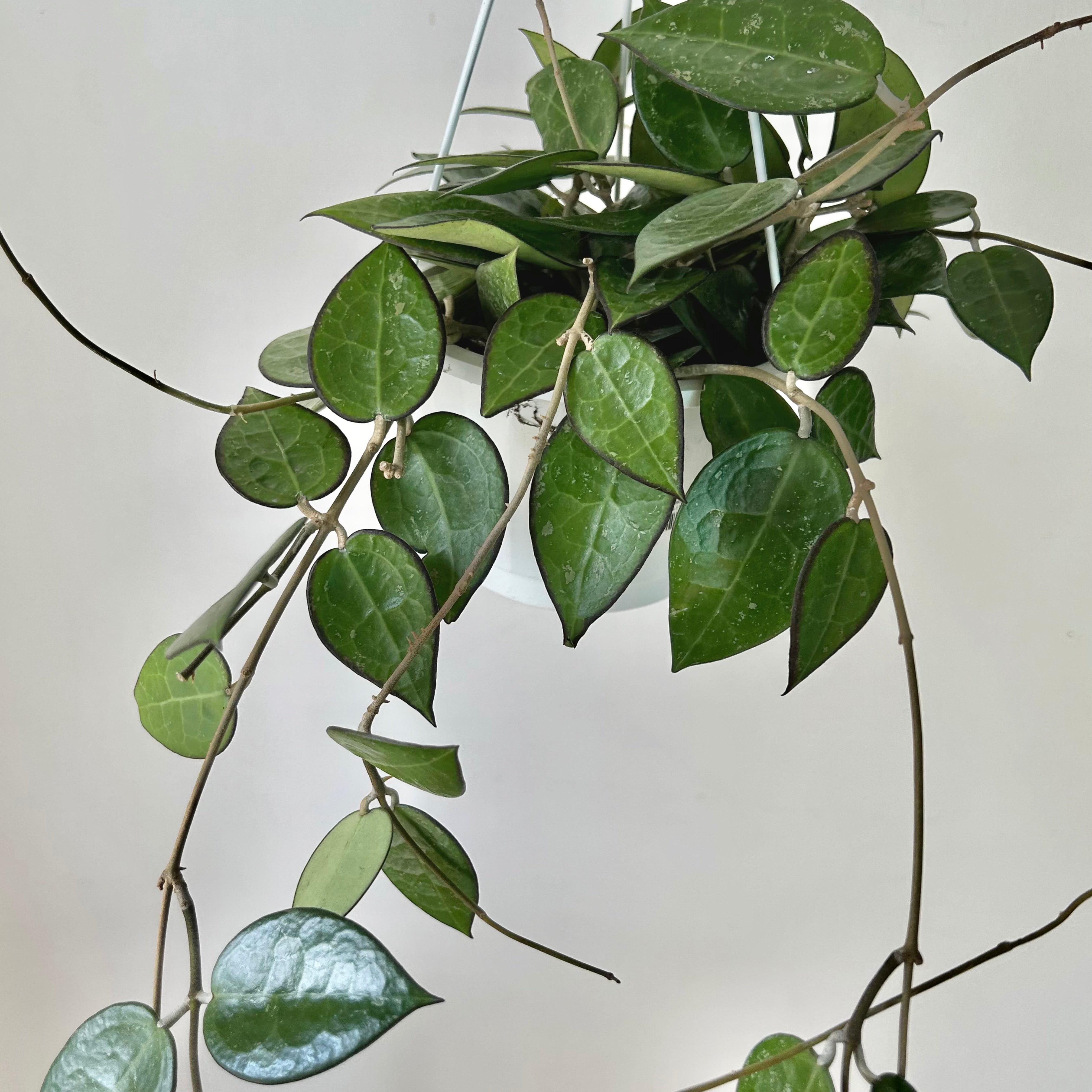 Hoya verticillata "Black Margin" (formerly H. parasitica) 6” hanging basket