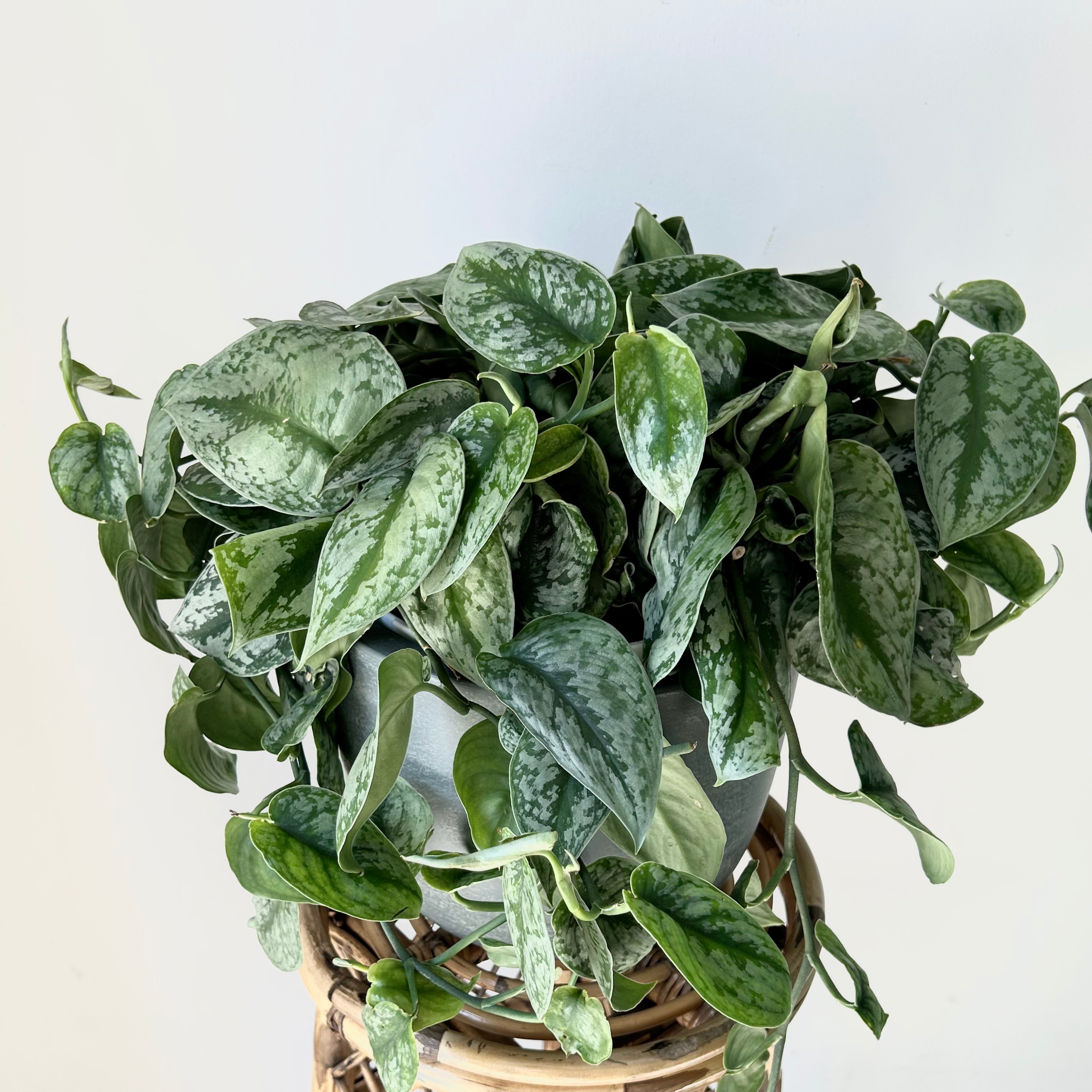 Scindapsus pictus “Exotica” 8” Hanging Basket