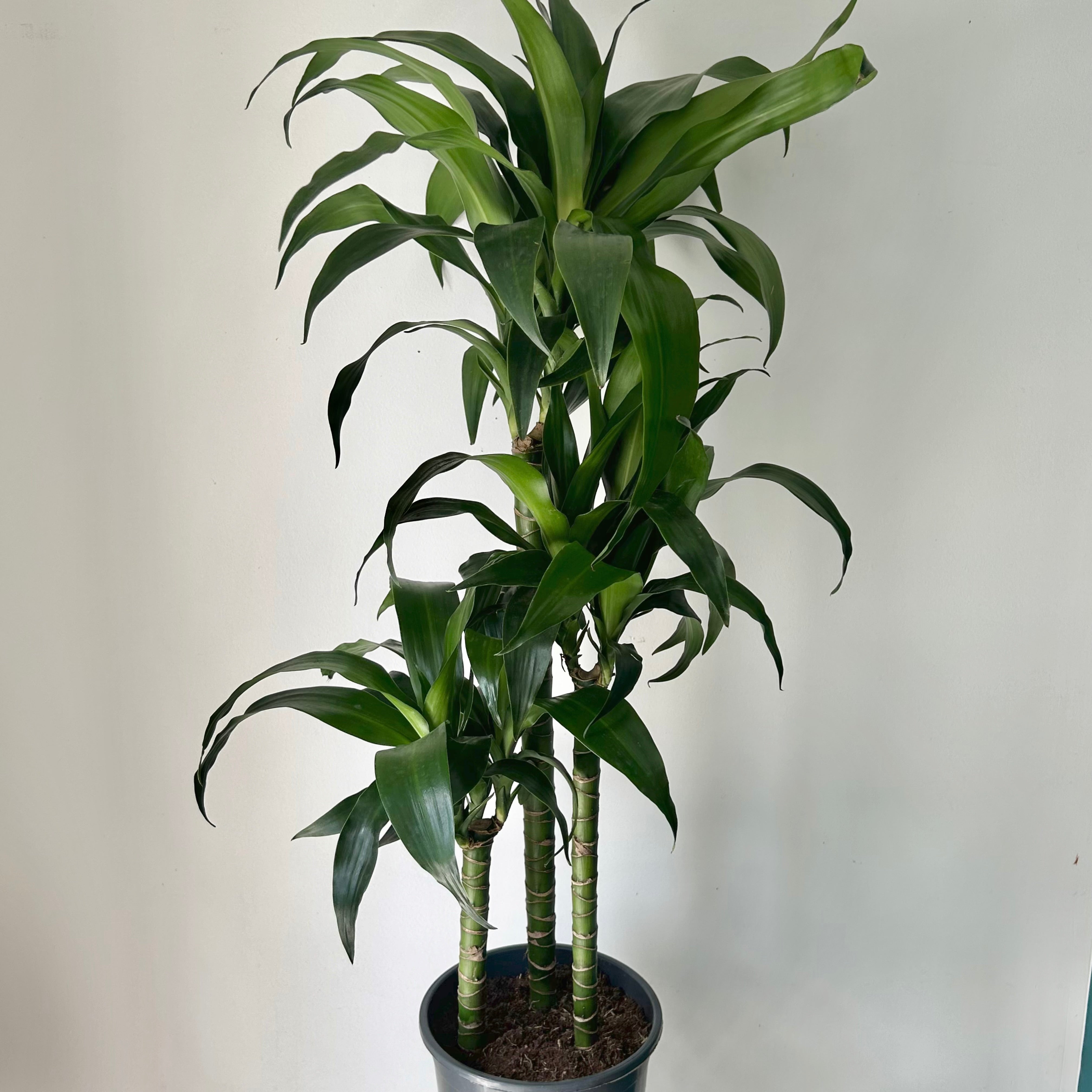 Dracaena approximately 3.5” ft tall in 8” pot