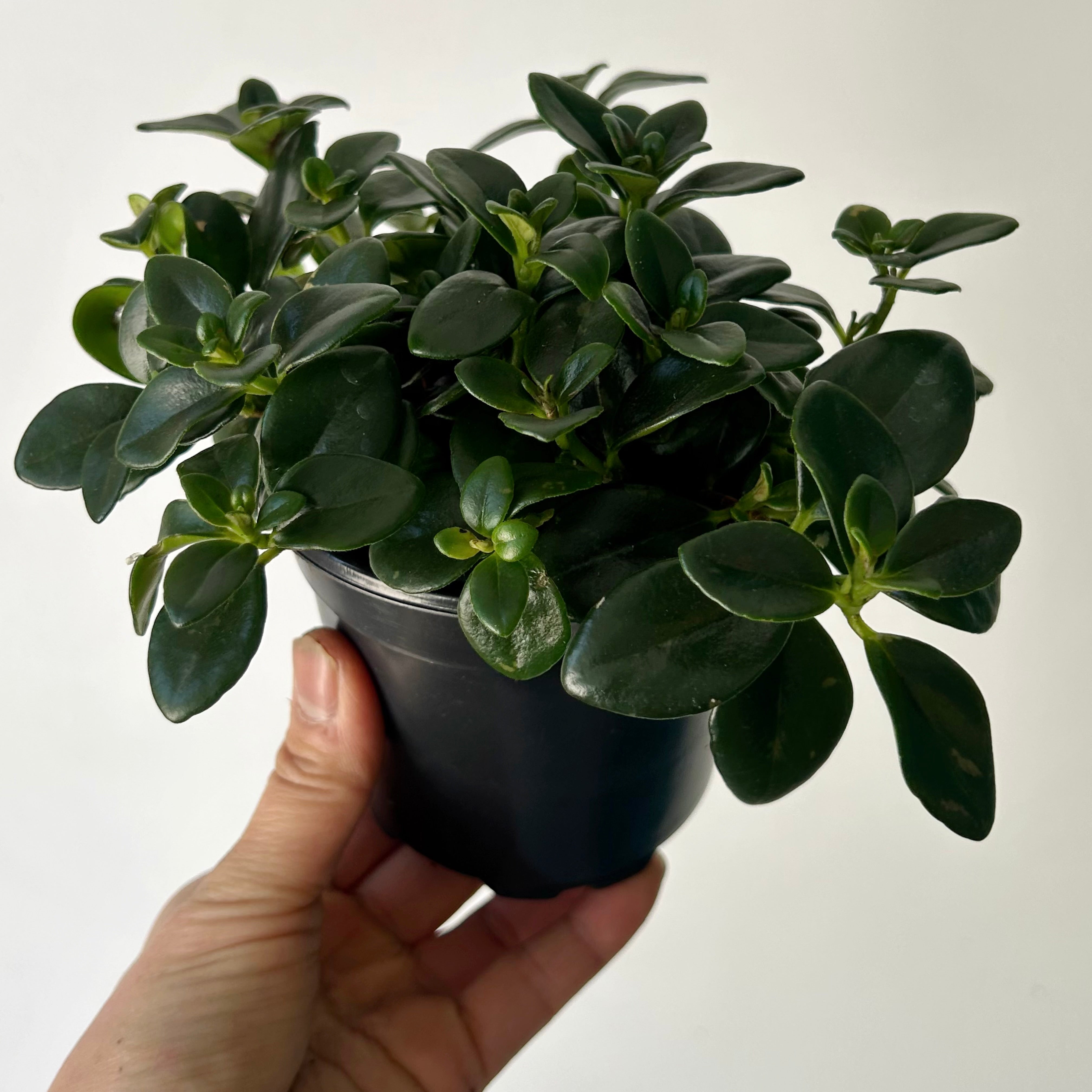 Goldfish Plant (Nematanthus) 4” pot