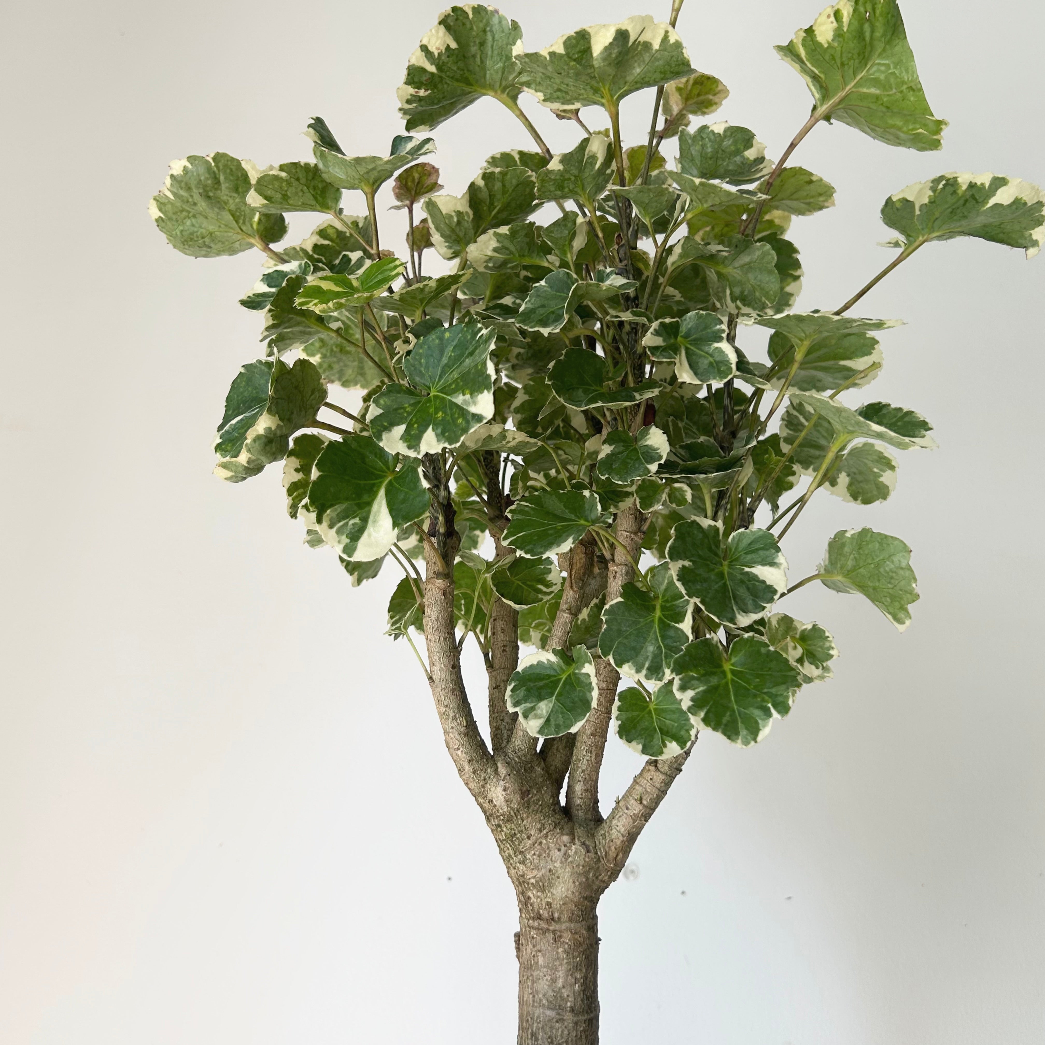 Variegated Aralia Balfouriana (Polyscias Balfour) approximately 20 inches tall in 6” pot