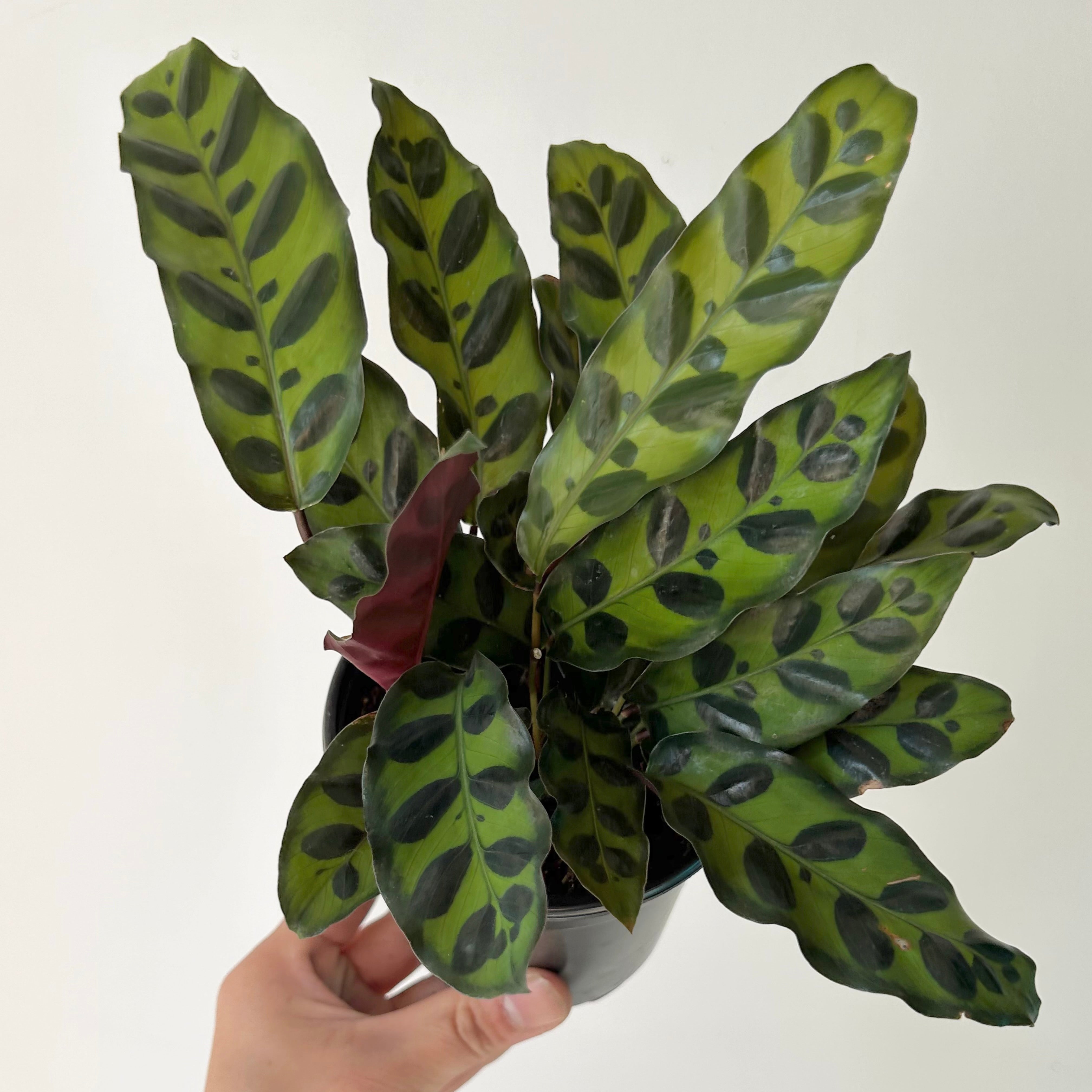 Calathea lancifolia “Rattle Snake” 4” pot