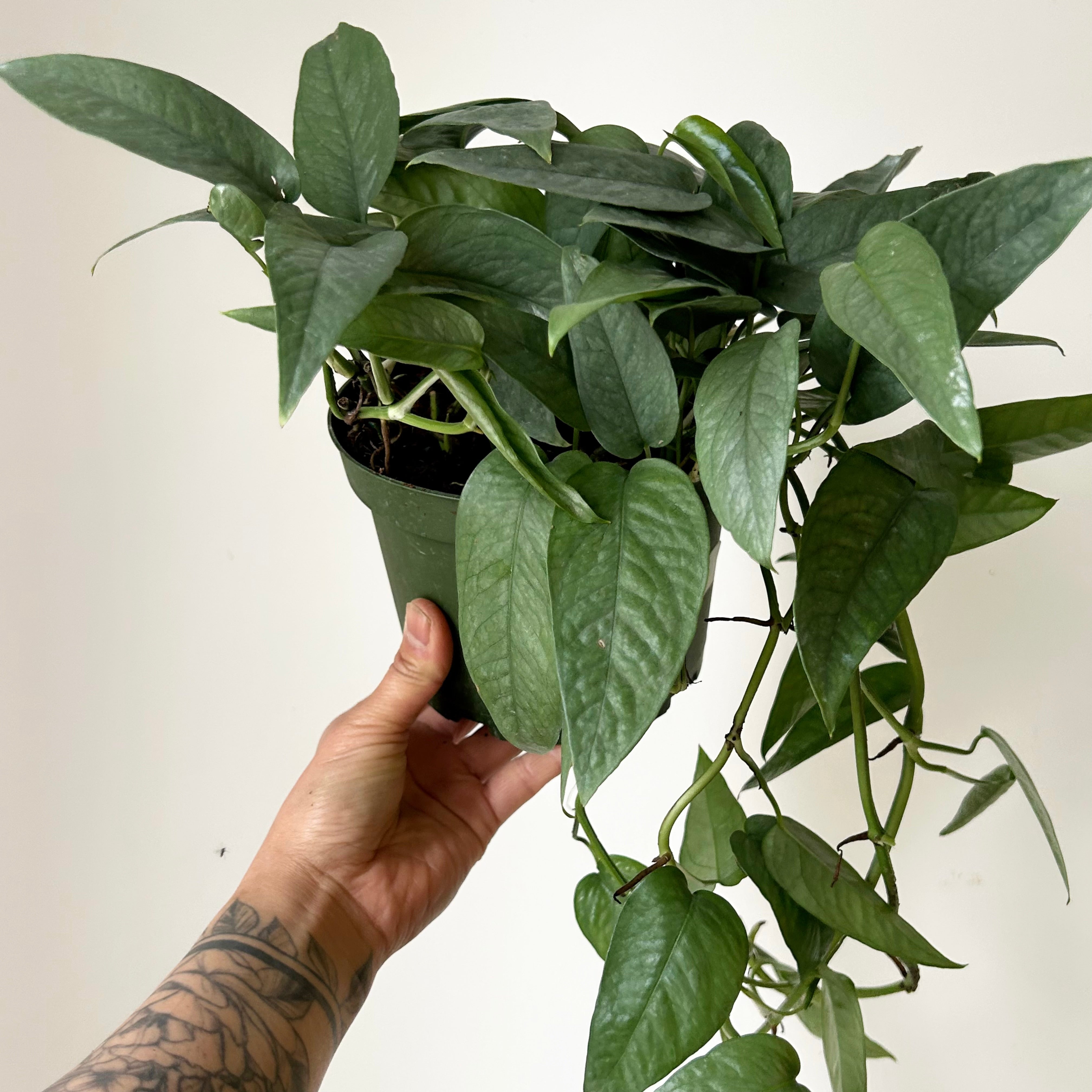 Cebu Blue Pothos 6” pot