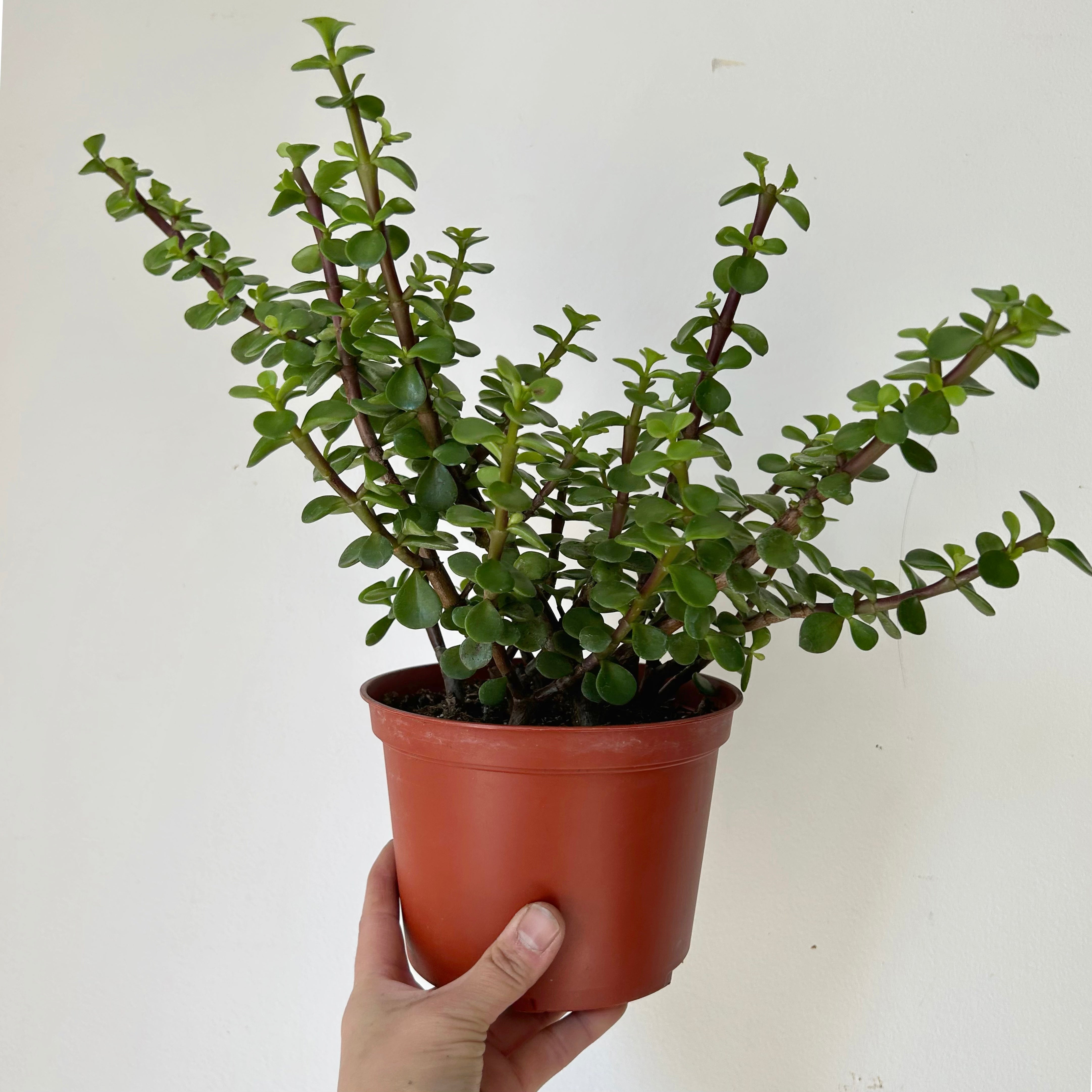 Portulacaria Afra "Elephant Bush" Succulent 6” pot