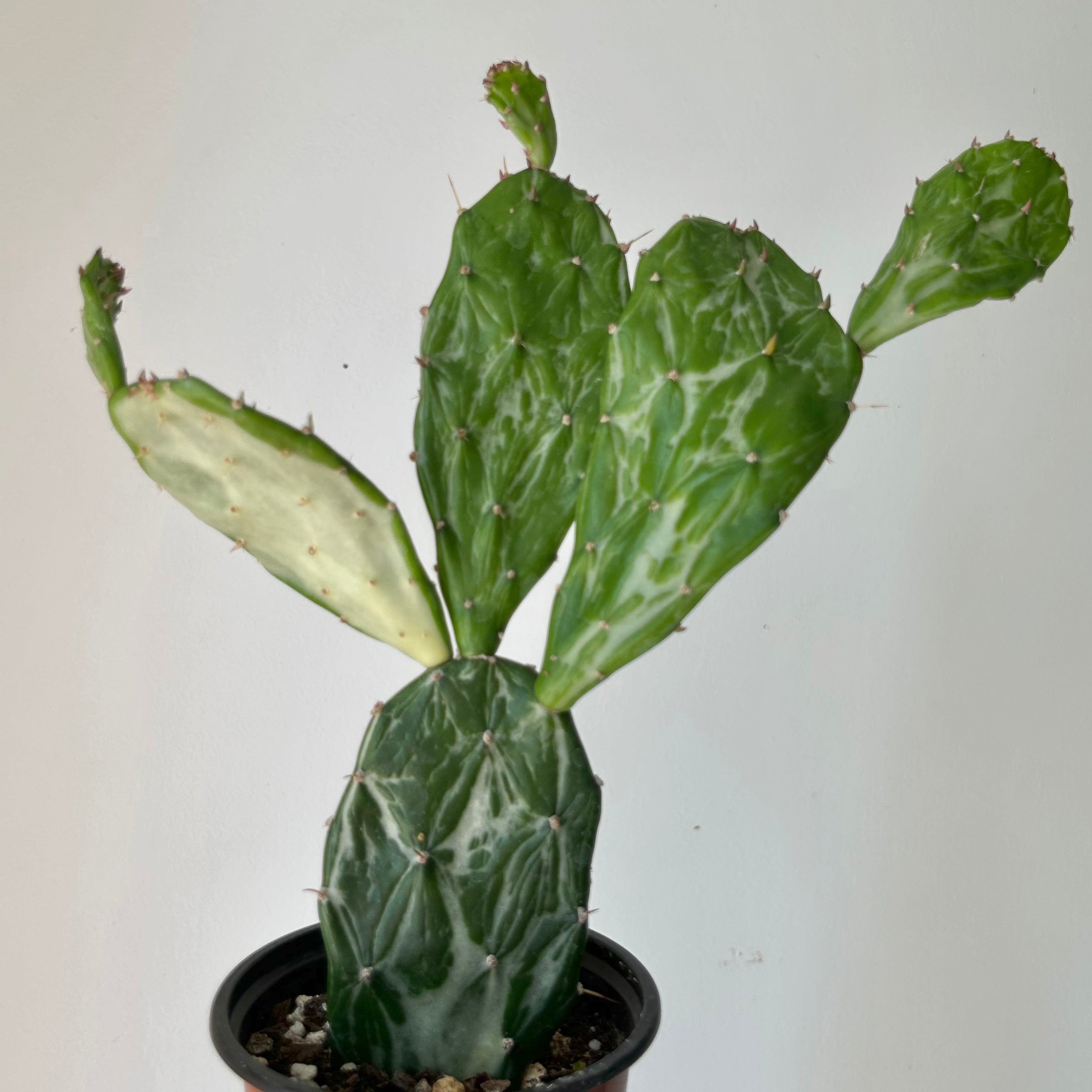 Variegated Opuntia 4” pot